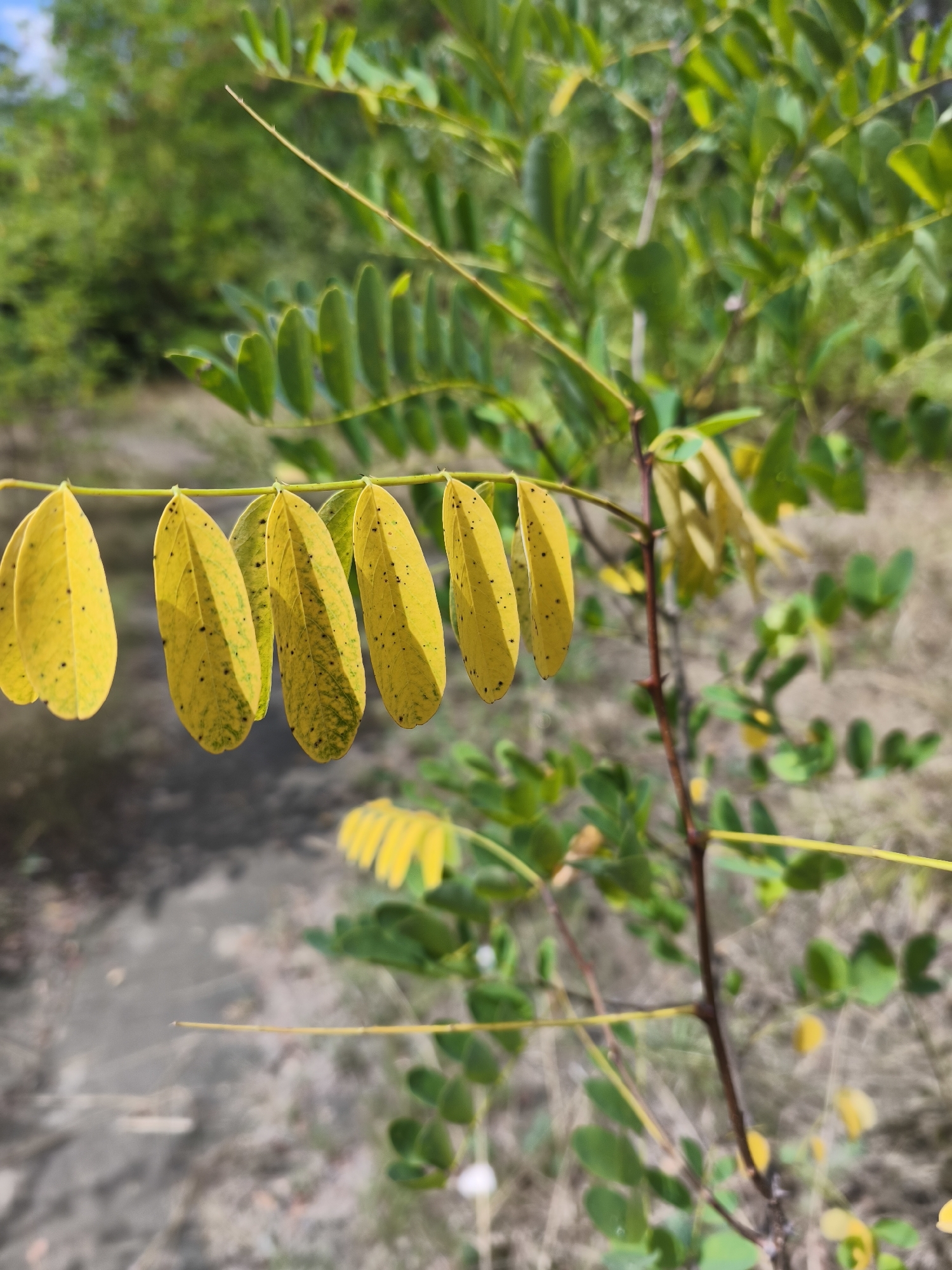 The image depicts a close-up of a plant branch with several yellow, oval-shaped leaves hanging from it. These leaves have dark spots scattered across their surfaces. The branch itself is thin and brown, with a sharp thorn visible. In the background, out of focus, are more green leaves and a blurry landscape that appears to be dry ground with sparse vegetation. The overall impression is of a natural outdoor environment. There are no people, specific objects, or actions that would suggest a particular location within the city of Fontaine, France.