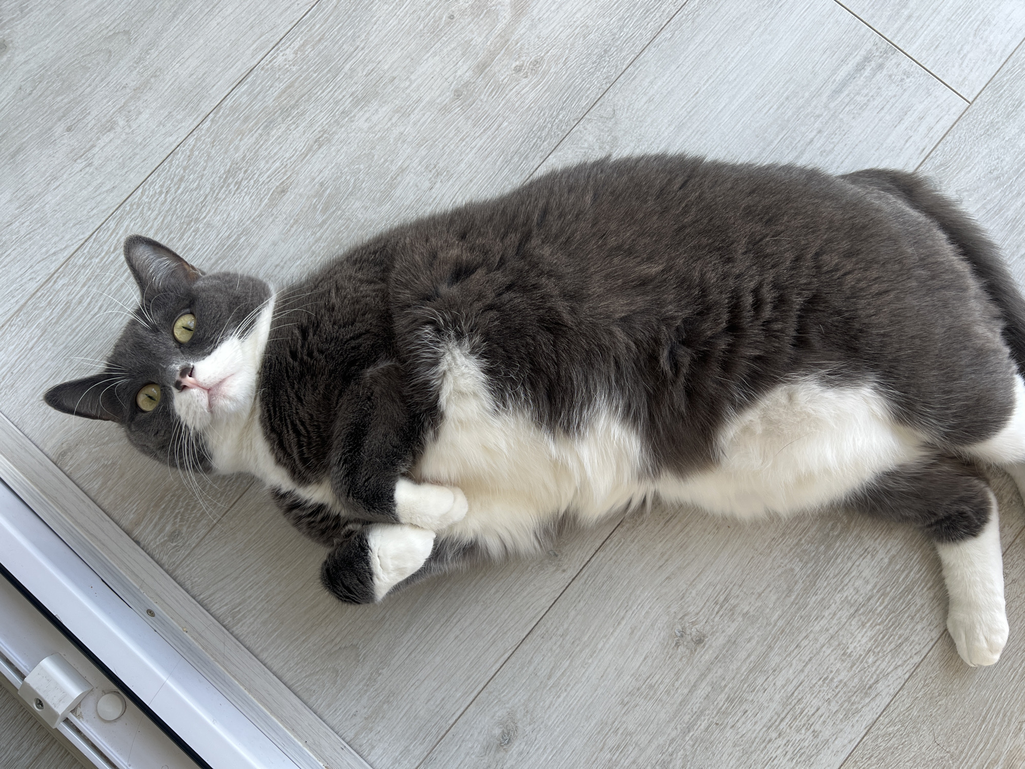 A grey and white cat is lying on a light grey wood-look floor. The cat is mostly grey with white fur on its chest, belly, and paws. Its head is turned towards the camera, and its yellow eyes are visible. The cat's front paws are crossed. A white door frame is visible in the bottom left corner of the image. There is no indication of the location being Tyumen, Russia.