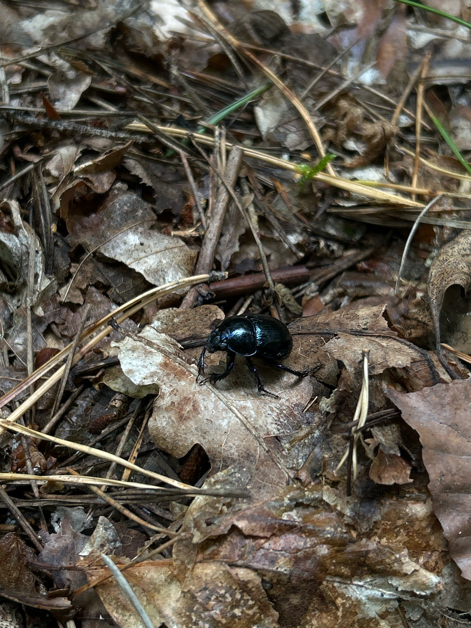 A black, iridescent beetle is on a forest floor covered with dry leaves and pine needles. The beetle is positioned in the center of the frame, facing left with its legs spread. The background is a dense layer of brown and gray decomposing organic matter, typical of a forest environment in Piwnice, Poland. There are no people or man-made objects visible in the image. The lighting suggests it is daytime, with a soft, diffused light illuminating the scene.