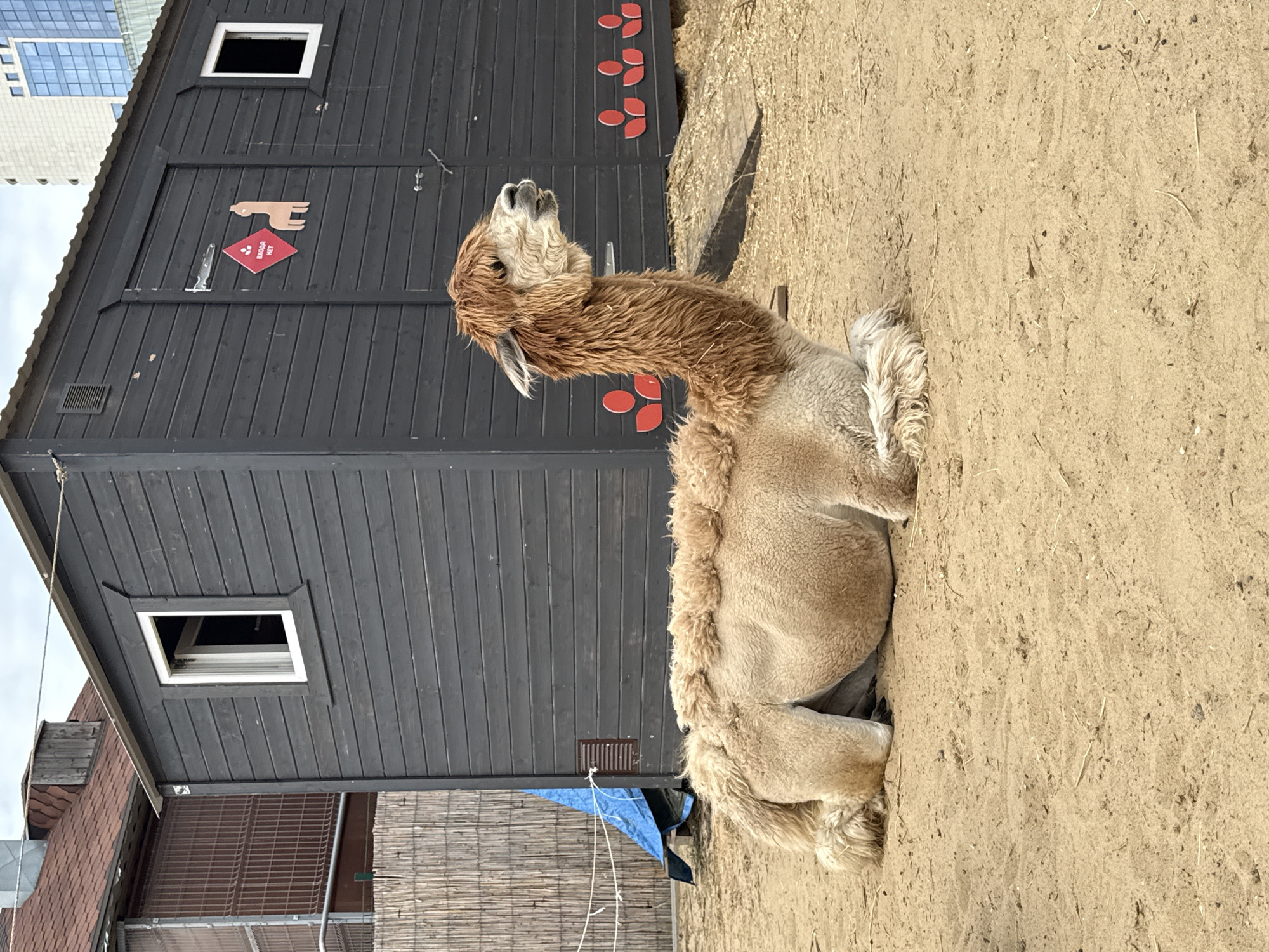 An adult alpaca is resting on a sandy ground in front of a dark wooden shed. The alpaca is light brown and white, with its head turned to the right, looking away from the camera. The shed has two windows, one of which is open, and a door with a red diamond-shaped sign featuring a silhouette of a llama and the text "ВХОДА НЕТ" (No entry) in Russian. There are decorative red tulip-like figures painted on the lower part of the shed. To the left of the shed, a portion of a thatched fence and a blue tarp are visible. In the background, a building with a red tiled roof and a modern skyscraper can be seen. The image appears to be taken in an outdoor enclosure, possibly at a zoo or farm, and the presence of a skyscraper in the background suggests an urban setting within Kazan, Russia.