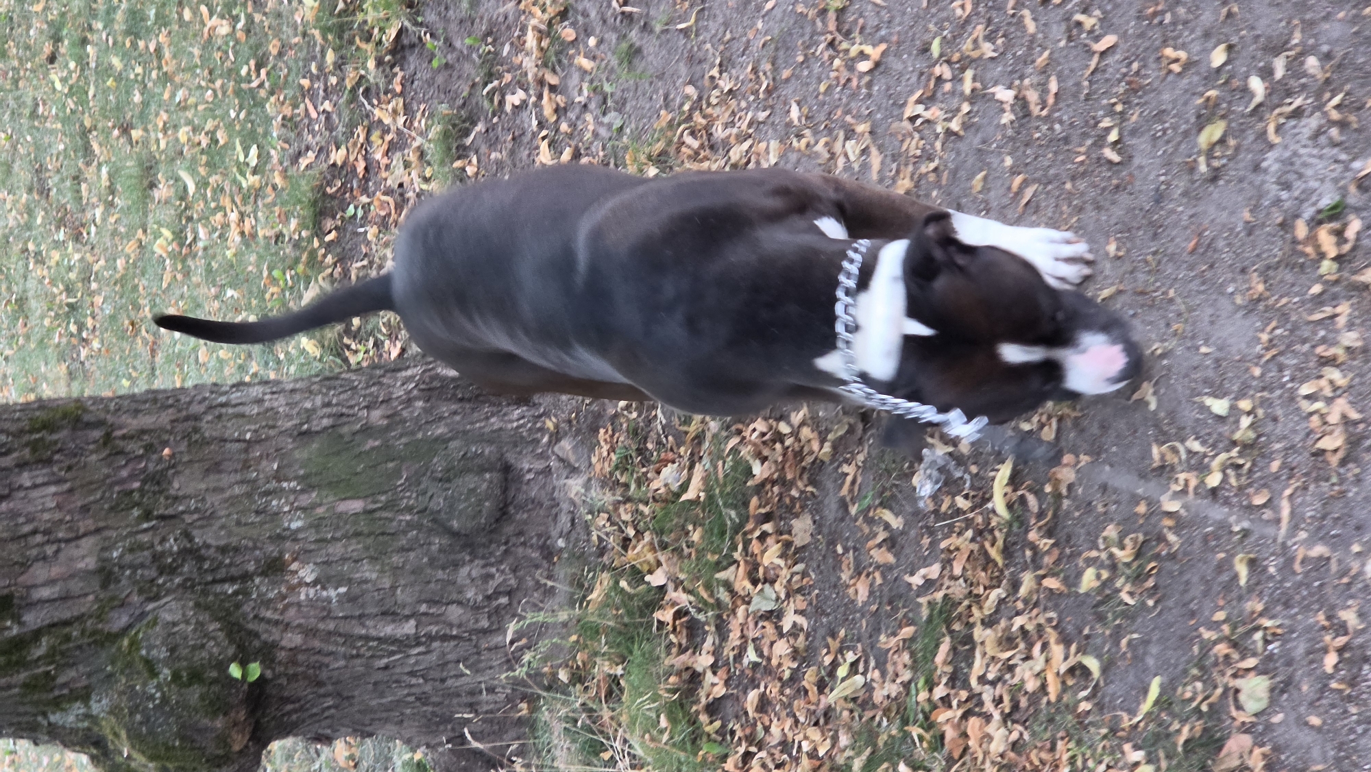 This is a medium shot, outdoor, horizontal, full-body, eye-level, candid photograph of a dark brown and white pit bull dog wearing a silver chain collar. The dog is standing next to a large tree trunk with rough bark. The ground is covered with dry, fallen leaves and patches of green grass. The scene appears to be a park or a wooded area, possibly in Riga, Latvia, given the context.
The dog is facing away from the camera, with its head turned slightly to the right. Its tail is extended and curved slightly upwards. The dog's coat is dark brown on its back and head, with a white blaze on its chest and white markings on its legs and paws. The dog's nose is visible and appears pinkish.
The lighting suggests it might be daytime, possibly late afternoon due to the muted light. The presence of fallen leaves indicates it is autumn. There is no visible text in the image. The dog's posture and the image composition do not convey specific emotions. The scene is static, with the dog appearing to be waiting or looking at something just out of frame.