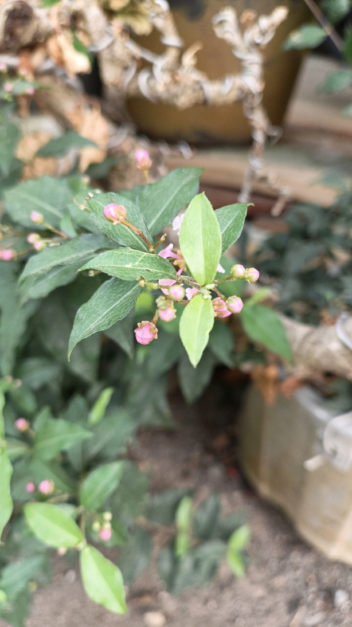 A close-up, vertical, outdoor shot captures a small plant with green leaves and pink flower buds. The plant is in focus in the foreground, with a blurred background of soil, other plants, and a pot. The lighting suggests it might be daytime. The image does not provide enough information to determine the specific location within Cikal, Indonesia.