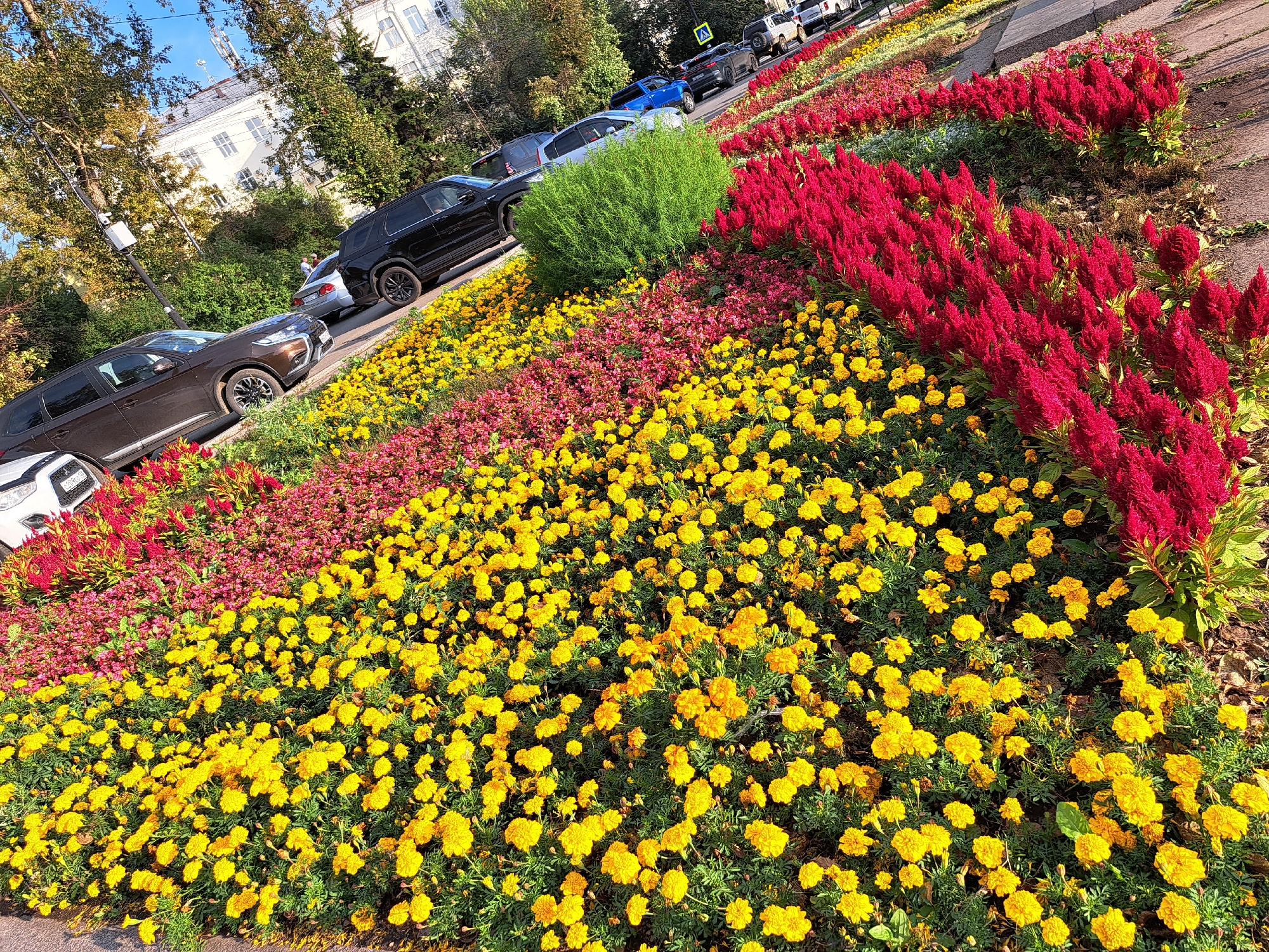 The image depicts a sunny day in Irkutsk, Russia, likely during late summer or early autumn, given the lush foliage and vibrant flower beds. The scene is dominated by a colorful floral display, featuring rows of bright red celosia, pink flowers, and abundant yellow marigolds, arranged in neat rows along a sidewalk.
In the background, several cars are parked or driving along a street. A dark brown SUV is prominently featured in the foreground, alongside a white car partially visible on the left. Beyond the vehicles, a street with more cars and buildings suggests an urban environment. The architecture of the buildings appears typical of Russian cityscapes, with multi-story structures and visible windows. Trees with green and yellowing leaves line the street, indicating the changing season. The sky is clear and blue, suggesting good weather conditions. The perspective of the photograph is from a slightly elevated position, looking down on the flower beds and the street.