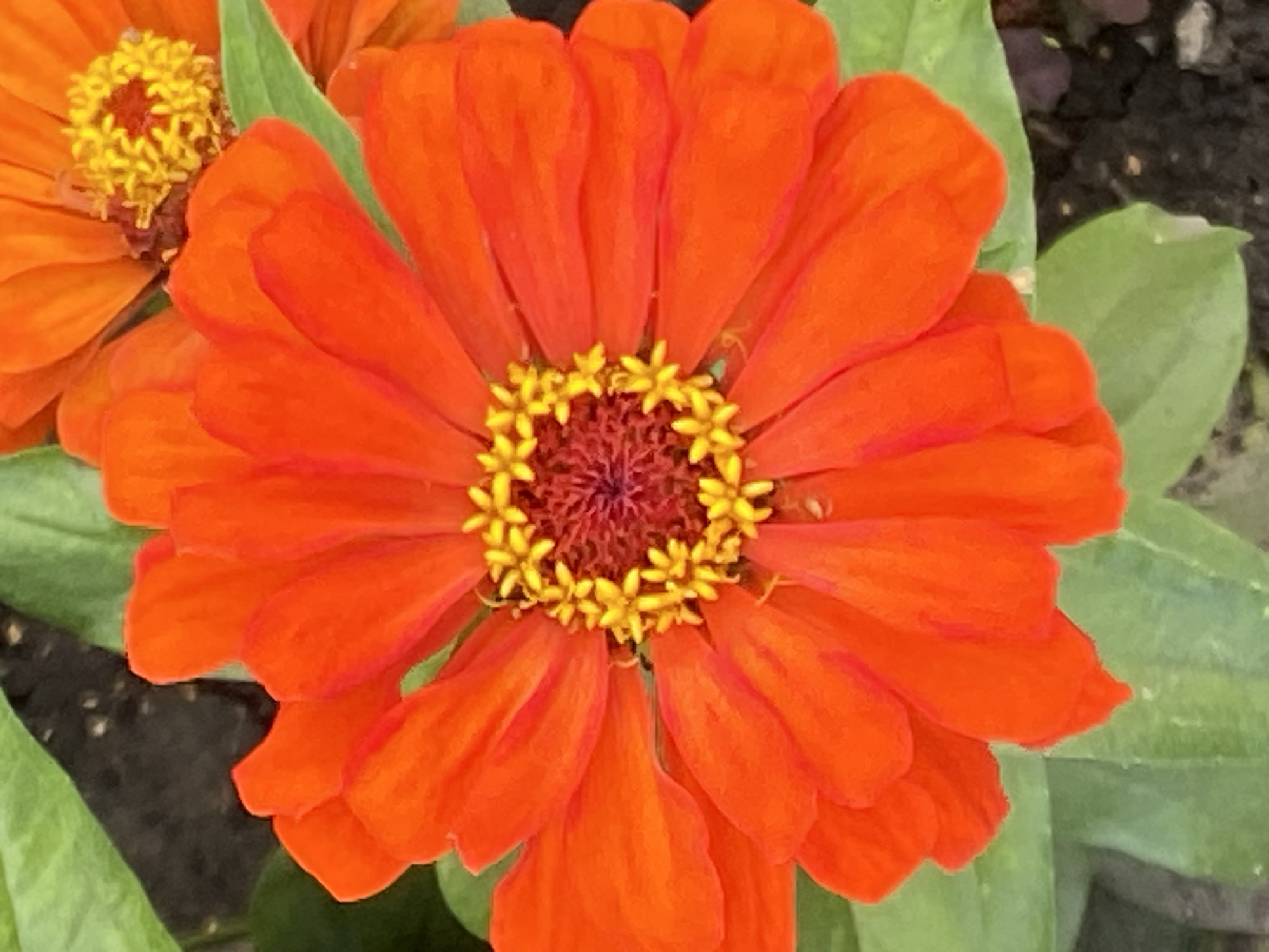The image is a close-up, high-angle shot of a vibrant orange zinnia flower. The flower has numerous layered petals that are a bright orange color, with slightly darker hues towards the center. The center of the flower features a cluster of small, yellow florets surrounding a darker, reddish-purple disc. The background consists of green leaves and dark soil. There is another out-of-focus orange zinnia visible in the upper right portion of the image. The image does not contain any information that would allow for its location in Novokuznetsk, Russia to be determined. There are no people, actions, or interactions depicted.