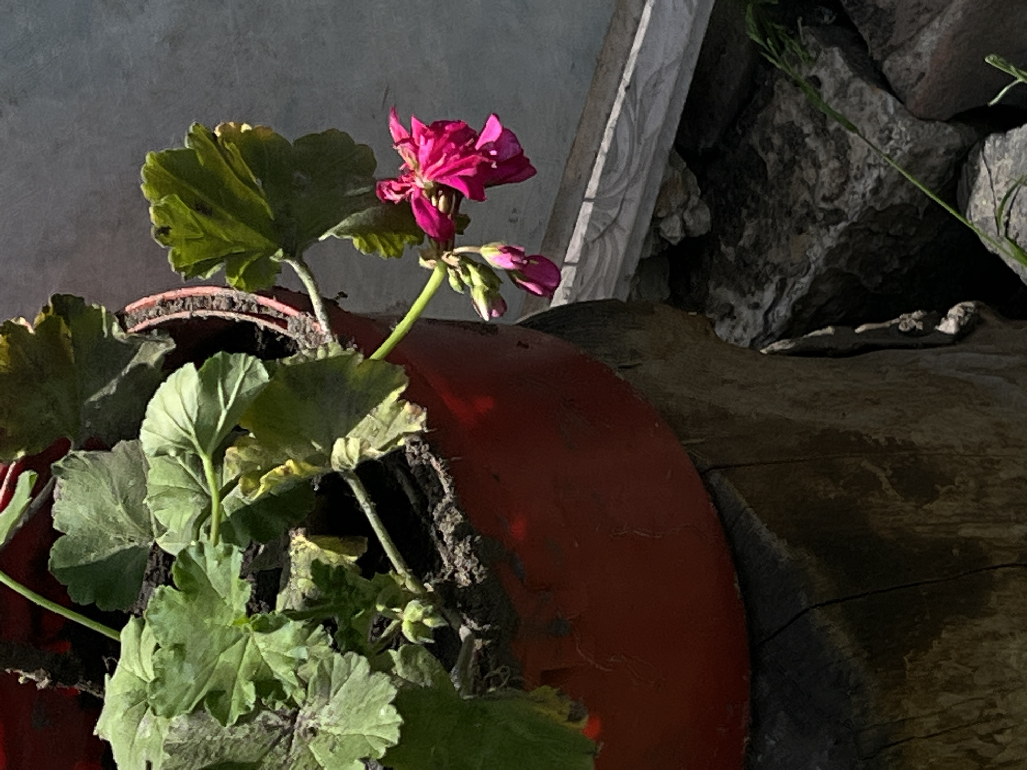 This media file captures a close-up view of a vibrant pink geranium in a red pot. The flower, in full bloom, is the central subject, with several buds emerging from its stem. The plant has large, green, serrated leaves that fill the foreground and part of the pot. The red pot, with visible soil around the plant's base, is partially obscured by the foliage.
The background is a mix of natural and man-made elements. To the left, a textured gray surface, possibly a wall, is lit by what appears to be direct sunlight, creating a stark contrast with the shaded plant. To the right, rough, weathered wooden planks form a rustic surface. Behind these, a pile of large, dark stones is visible, interspersed with a long, thin green plant stem reaching down from above. The lighting suggests it is either early morning or late afternoon, with strong shadows and highlights.
A small, somewhat unsettling detail is present in the lower right portion of the image: a miniature skeleton lying on its back on a dark, flat surface, positioned amongst the stones. This element appears to be a decorative item, possibly a garden ornament.
The setting is outdoors, likely in a garden or patio area, given the presence of the plant, pot, stones, and wooden elements. The overall mood is one of natural beauty juxtaposed with a slightly macabre or whimsical decorative detail. There is no visible text in the media file. The location context provided is Lviv, Ukraine, which might inform the style of the garden decor or the type of stone used.