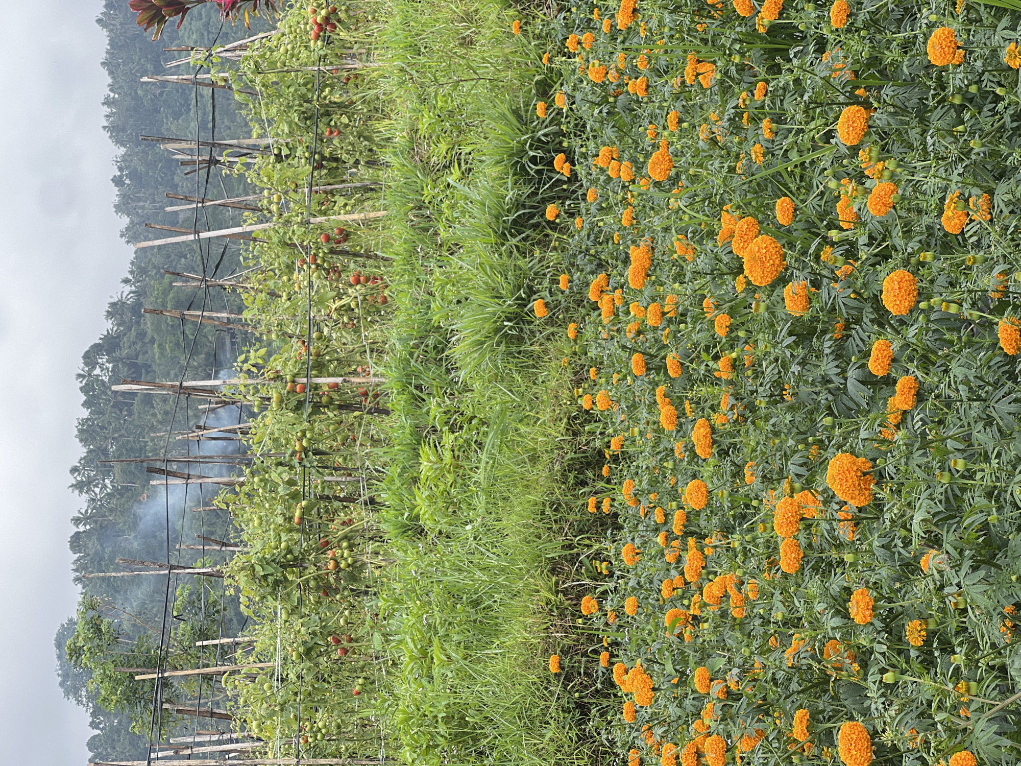 This image depicts a lush, verdant landscape in Rendang, Indonesia, under a hazy, overcast sky. The foreground is dominated by a dense field of vibrant orange marigolds in full bloom, their petals a rich, saturated hue against the muted green foliage. Beyond the marigolds, a row of tall, green grass forms a natural barrier.
Behind the grass, a tomato field stretches across the mid-ground. The tomato plants are supported by a rustic trellis system made of bamboo poles and wires, with many plants bearing ripe red and unripe green tomatoes. Wisps of smoke rise in the distance, suggesting some agricultural activity or a nearby settlement.
The background reveals a dense, sloping hillside covered in a thick forest of palm trees and other tropical vegetation, receding into the misty distance. The overall impression is one of a rural, agricultural setting, likely a farm or plantation, characterized by abundant plant life and a somewhat humid, tropical climate. There are no people visible in the image.