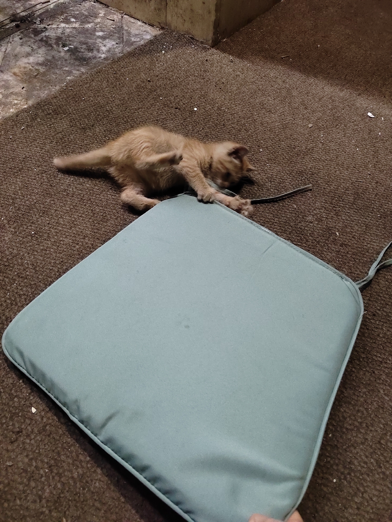 A light orange, ginger-colored kitten is captured in a playful pose in Podgorica, Montenegro. The kitten is lying on its side on a coarse, dark brown carpet, stretching its front paws to grasp a black strap attached to a light blue square cushion. Its head is turned towards the strap, and its body shows a slight blur of motion, indicating active play. The cushion, positioned prominently in the foreground, has distinct piping along its edges and a string or strap extending from one corner.
The brown carpet or rug beneath the kitten appears somewhat worn and is speckled with small white debris. In the upper left corner of the image, the background reveals a transition from the carpet to a rough, dirty concrete or tiled floor, meeting a grimy wall. This area suggests a neglected or possibly semi-outdoor setting. The overall lighting in the scene is dim, casting a muted atmosphere. No text is visible in the image.