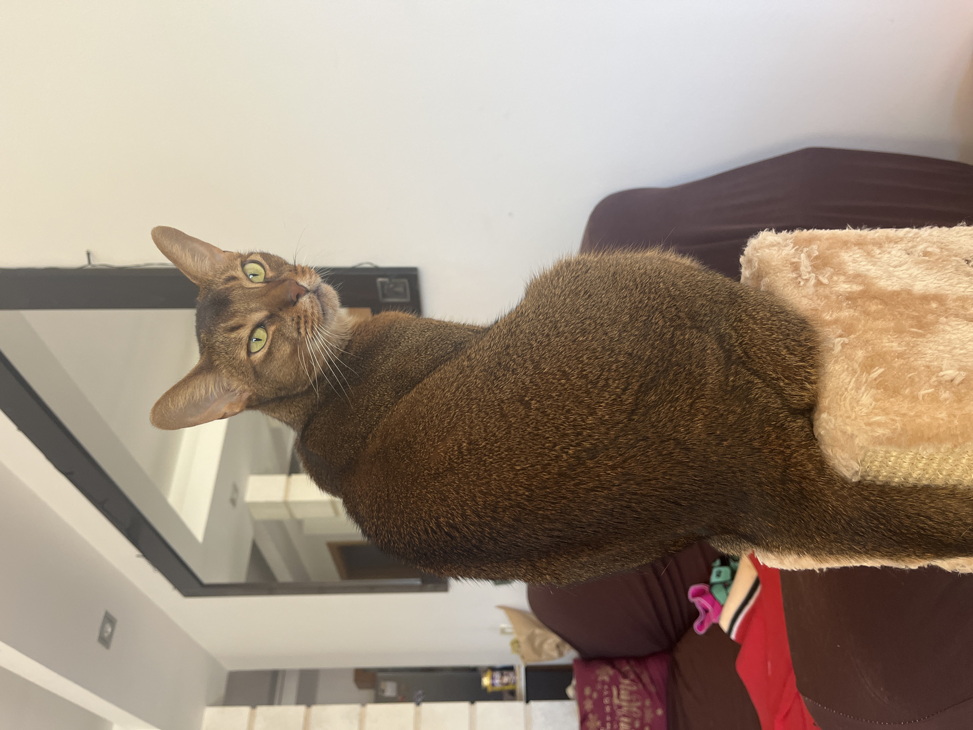 A brown Abyssinian cat with green eyes is sitting on a tan, fuzzy cat tree. The cat is looking over its shoulder towards the camera. In the background, there is a brown sofa with a red blanket and a patterned pillow. There is also a large mirror on the wall and a bright white wall. The environment appears to be an indoor living space.
