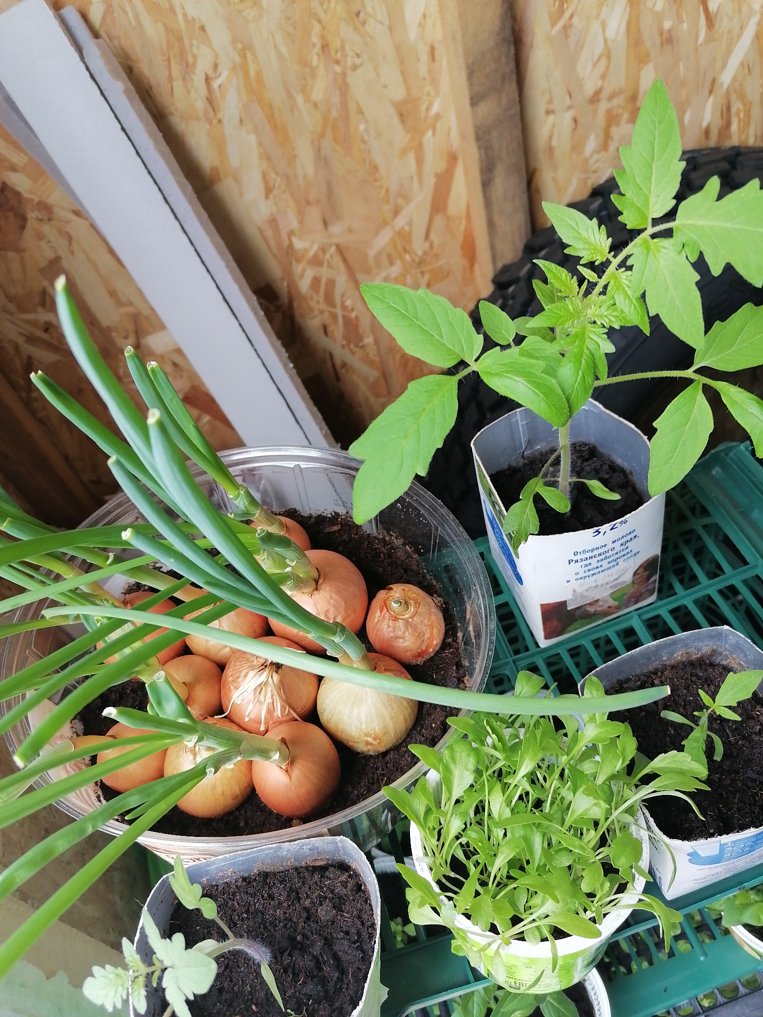 A close-up, high-angle shot captures a collection of various plants being cultivated in repurposed containers, set against a wooden background. In the foreground and slightly to the left, a large clear plastic container holds numerous onion bulbs planted in soil, from which vibrant green onion sprouts are growing upwards. Some of the onion bulbs still have their dry outer skins.
To the right of the onions, a young tomato plant with several broad, green leaves and a central growing stem is potted in a cut-open, white cardboard milk carton. Russian text is visible on the carton, including "Отборное молоко" (Selected milk), "Рязанского края" (Ryazan region), "Где заботятся о своих коровах" (Where they care for their cows), "и окружающая среда" (and the environment), and "3,2%," indicating the fat content of the milk.
Below the tomato plant and slightly towards the center, another white plastic container, possibly a yogurt cup, is filled with numerous small, dense green seedlings with oval leaves, suggesting a type of herb or microgreen. A smaller, less developed seedling in another container is partially visible to the bottom left. The plants are resting on a green plastic crate or shelf.
The background consists of light-colored wooden panelling, possibly oriented strand board (OSB), and some indistinct white building materials or insulation leaning against it. The scene suggests a home gardening setup, likely indoors or in a sheltered area like a greenhouse or shed, where seedlings are being nurtured. No people are visible.