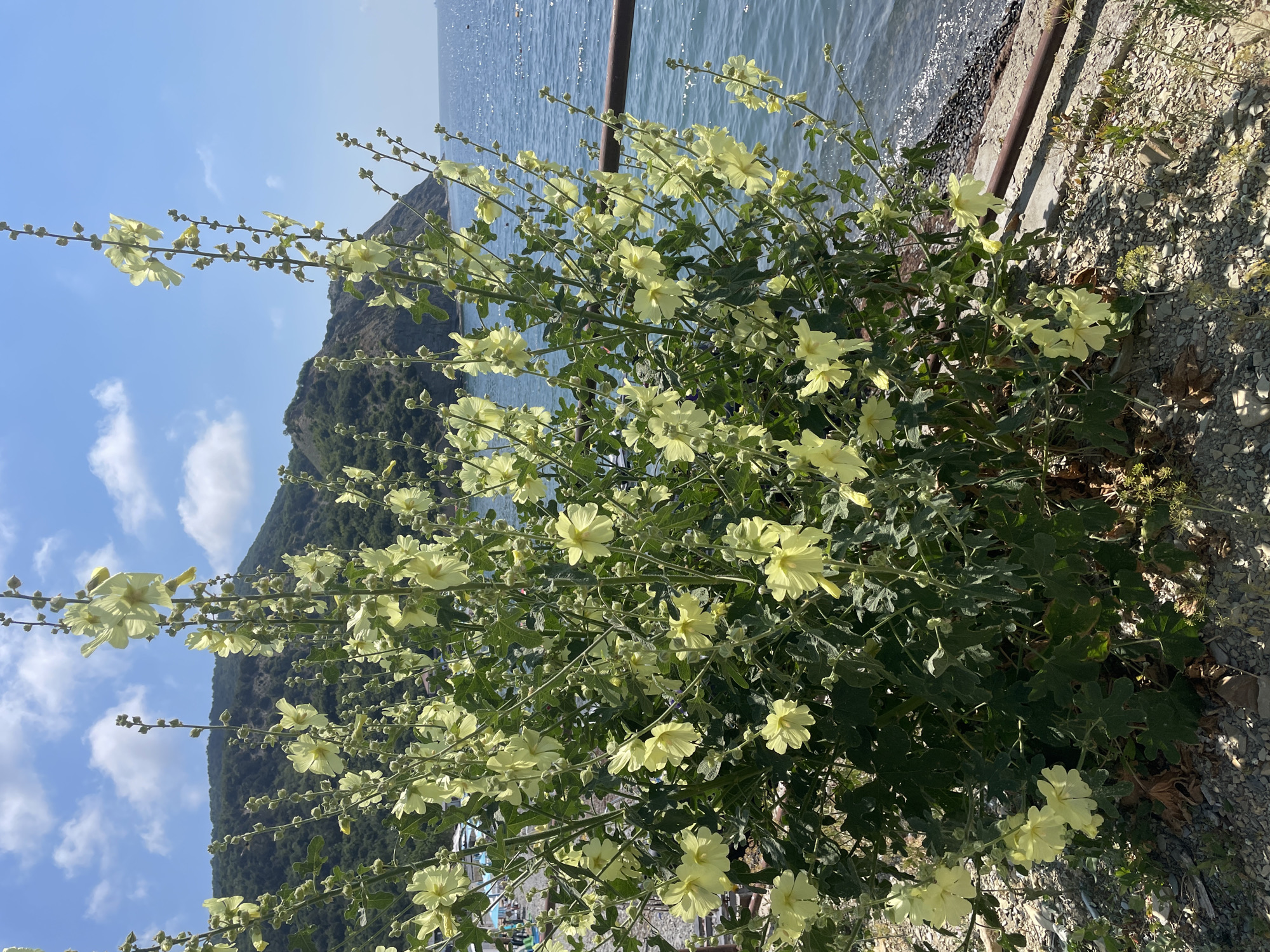 A flowering bush with pale yellow blooms stands in the foreground, its branches reaching towards a bright blue sky with scattered white clouds. The bush is situated on a rocky shore, with the blue sea stretching out behind it. In the background, a green, tree-covered hill rises from the water's edge. The overall scene depicts a coastal landscape on a sunny day, likely in Dyurso, Russia, given the context provided.