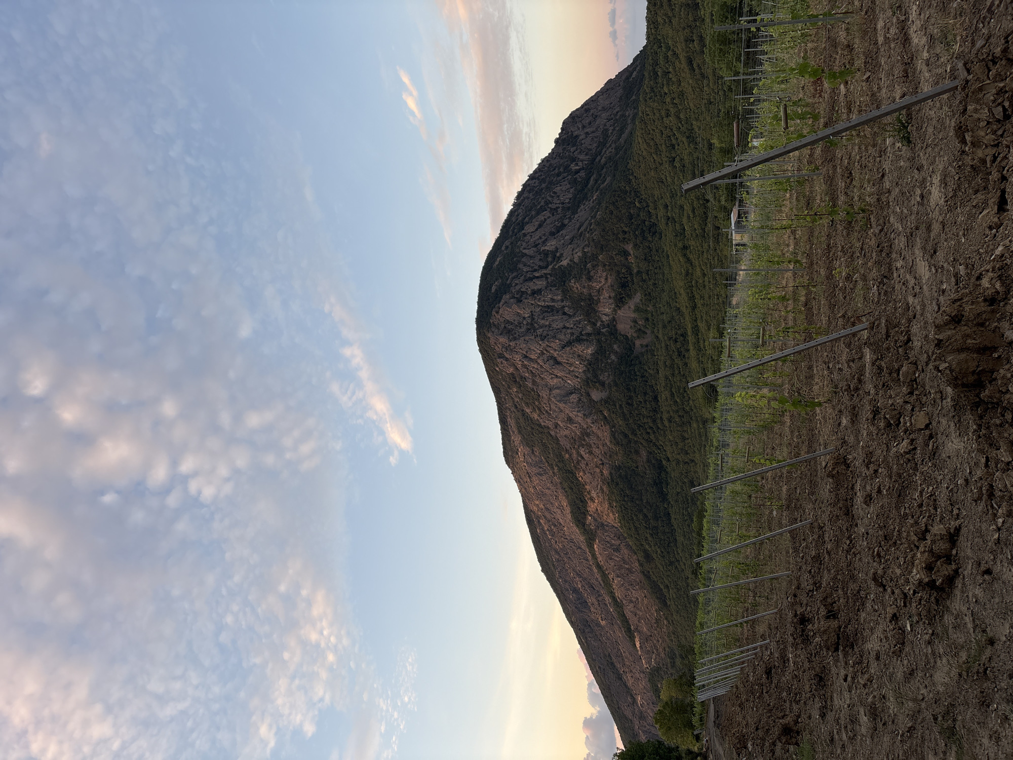 In the city of Lavrovoe, Ukraine, a vineyard is situated at the base of a large, rocky mountain. The sky above is a clear blue with scattered, wispy clouds tinged with pink and orange, suggesting either sunrise or sunset. The foreground of the image is dominated by freshly tilled brown soil, with young grapevines supported by wooden stakes lined up in neat rows, stretching towards the mountain. The mountain itself is covered in dense green vegetation at its base, transitioning to barren, rocky slopes towards its peak. A few trees are visible on the left side of the image, near the edge of the vineyard. The overall scene depicts a rural landscape with agricultural activity set against a natural mountainous backdrop.