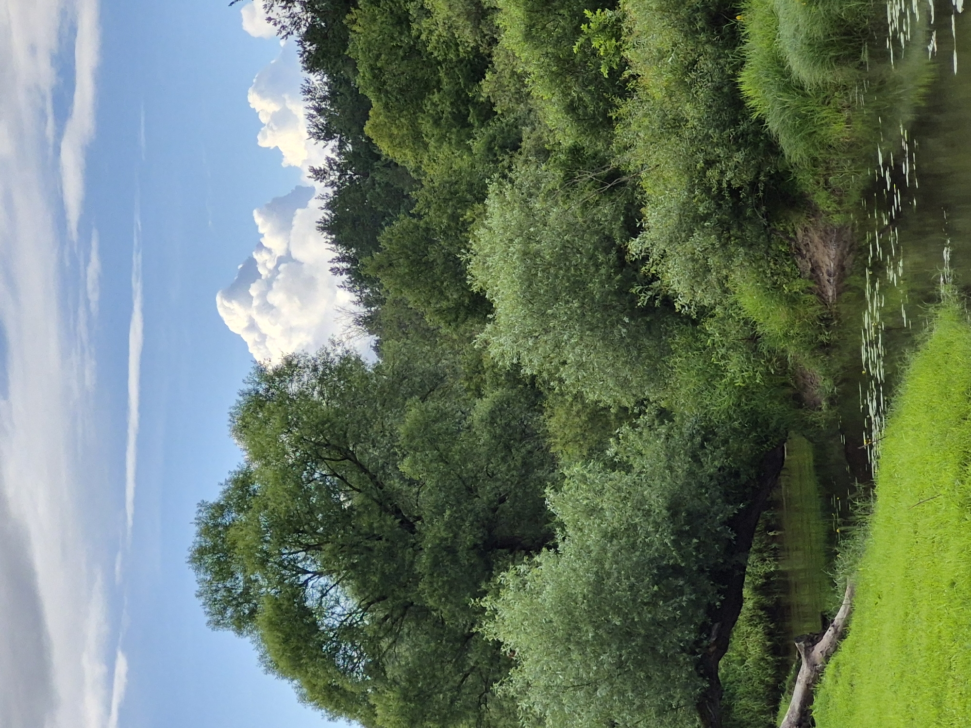 This is a vertical, eye-level, medium shot of a lush, green riverbank in Sooblase, Estonia. The scene is dominated by dense foliage and vegetation, with a calm river reflecting the sky and surrounding trees.
The main subjects are the natural elements of the scene. A variety of trees, with vibrant green leaves, form a thick canopy that stretches across the frame. Some of these trees are close to the viewer, showcasing their detailed branches and leaf structures. The river is on the right side of the image, appearing dark and tranquil, with its surface dappled by reflections of the sky and the overhanging greenery. The grassy bank on the right is vividly green and appears to be quite tall and dense, almost like a meadow.
The setting is clearly a natural, outdoor environment, likely a park or a wilderness area, given the untamed abundance of greenery. There is no apparent activity or event taking place; the image captures a serene, still moment in nature.
Notable details include the bright, clear blue sky with scattered white, puffy clouds, suggesting a pleasant day, possibly mid-morning or afternoon. The light is soft, indicating it's not harsh midday sun. The presence of a fallen log on the grassy bank adds a touch of natural decay and texture to the scene. The overall mood conveyed is one of peace and natural beauty. There is no visible text in the image.