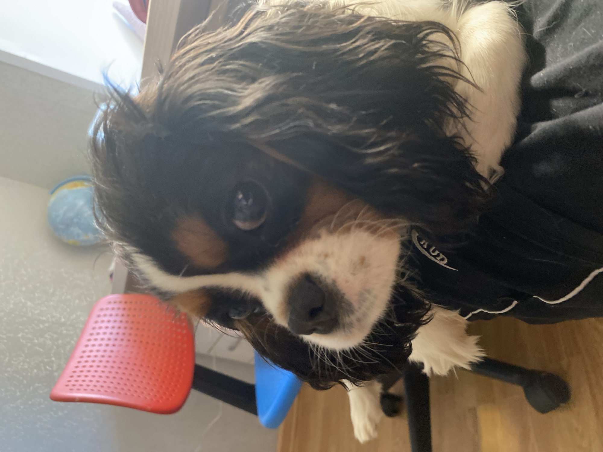 A close-up, slightly rotated shot of a Cavalier King Charles Spaniel resting in someone's lap, likely indoors. The dog is predominantly black and white with some brown markings around its face. Its fur appears slightly damp or oily. A red chair with a perforated seat is visible in the background on the left, along with a blue object and a globe. The dog's left side is resting against a dark-colored garment, possibly a shirt or sweater, in the lap of the person holding it. The photo appears to be taken in an interior setting, with a wooden floor partially visible in the lower right. There is no information to indicate the location is Votkinsk, Russia.