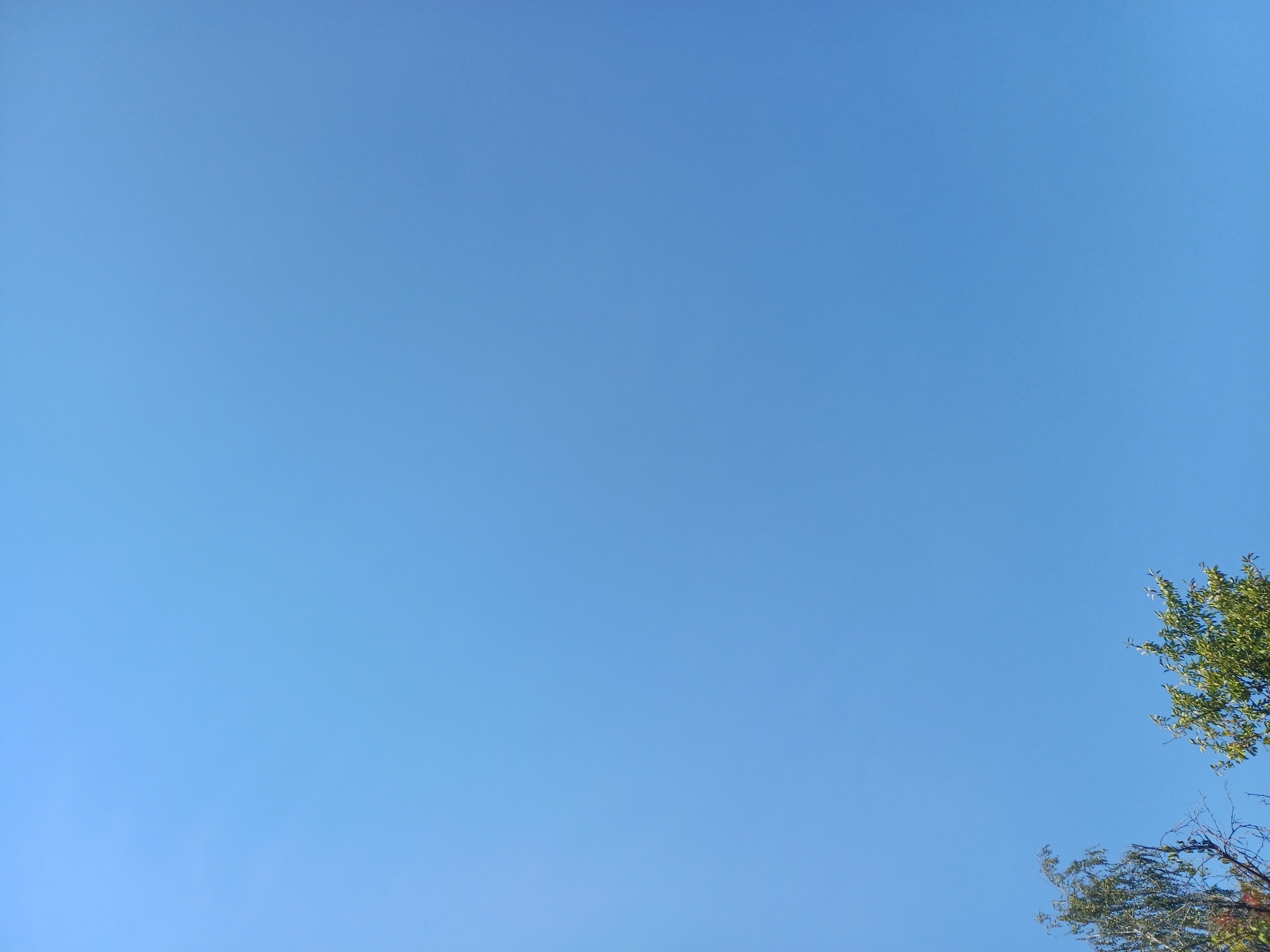 This image captures a clear blue sky over Sulymivka, Ukraine. The bottom left of the frame shows the upper branches and foliage of two trees, one appearing to be a birch with its characteristic thin branches, and another with dense green leaves. The sky is vast and cloudless, suggesting a bright, sunny day. The composition is dominated by the expanse of blue, with the trees providing a natural foreground element.