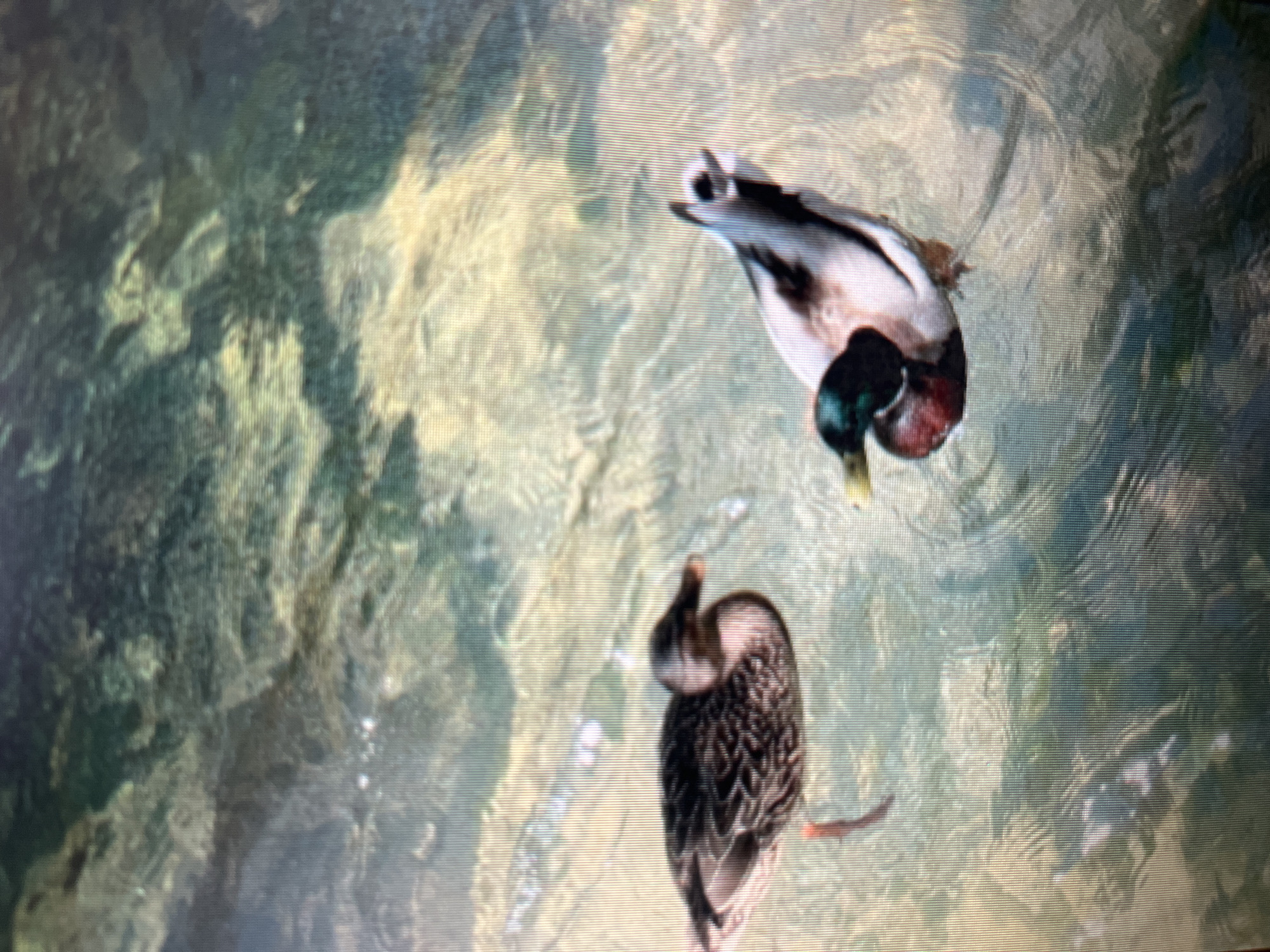 In the clear, shallow waters of a canal in Sejahtera, Indonesia, two ducks swim. The duck on the left is a female mallard, identifiable by her mottled brown plumage. The duck on the right is a male mallard, distinguished by his iridescent green head, black neck, and chestnut-colored chest. The water is transparent, allowing a view of the sandy bottom and aquatic vegetation. The scene depicts a tranquil moment in an urban waterway.