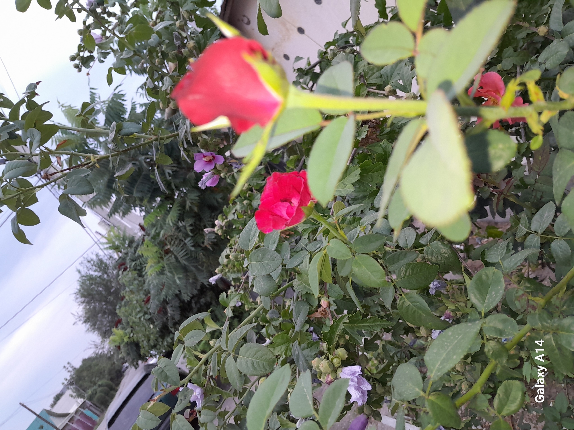 An outdoor, low-angle shot captures a rose bush with several buds and some fully bloomed flowers in the foreground and middle ground. The focal point is a tightly closed, bright red rose bud in the immediate foreground, appearing slightly out of focus. To the left and slightly behind it, a fully bloomed, vibrant pink rose is visible. In the mid-ground, there are smaller, pale purple flowers and more rose buds. The background shows a mix of dense green foliage from the rose bush and other plants, with a building and a street visible further in the distance. The sky is overcast with a light gray hue. The overall impression is that of a garden or yard in an urban setting. A watermark in the bottom left corner reads "Galaxy A14".