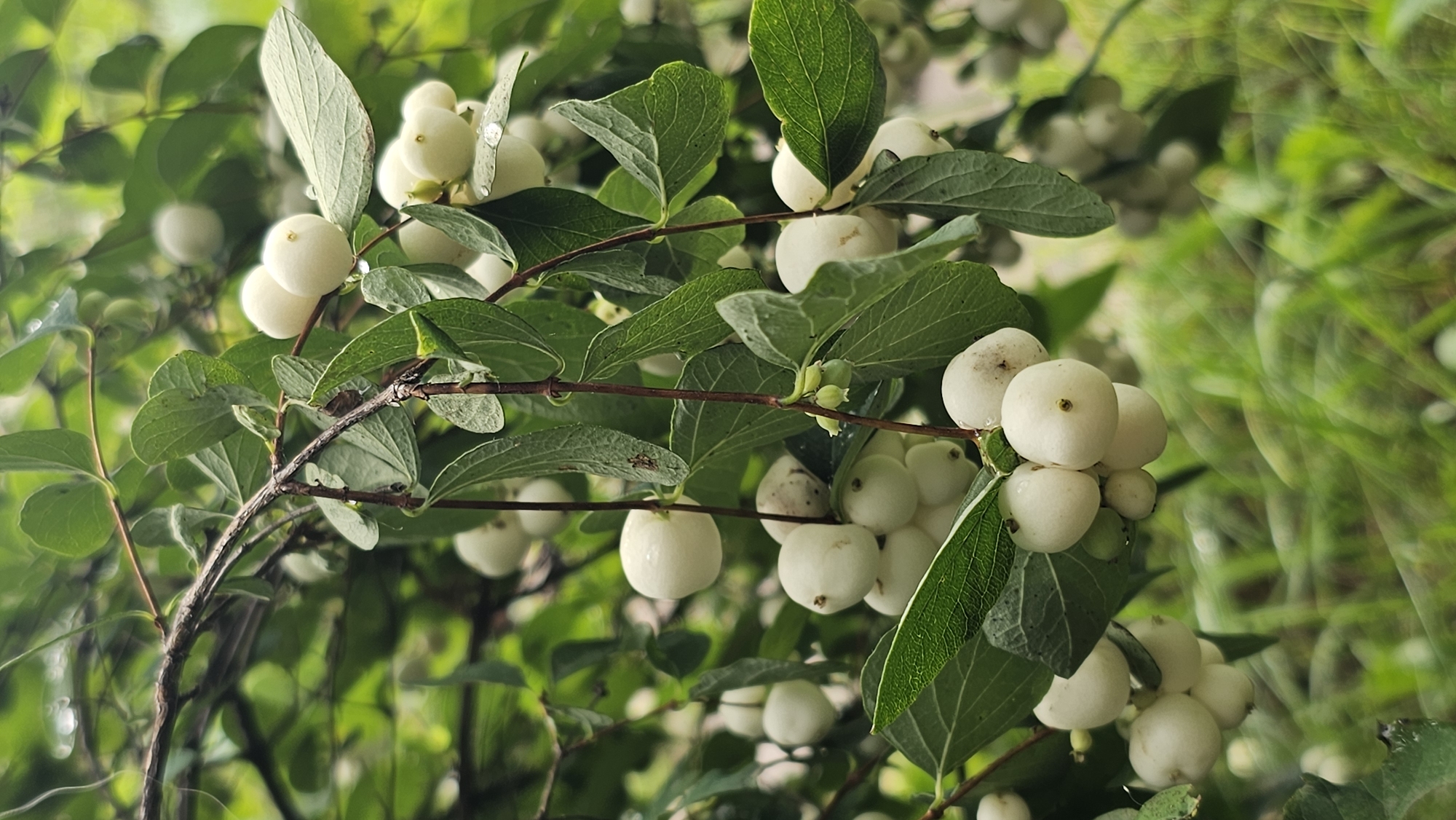 The image depicts a close-up view of a branch of snowberry bushes, laden with clusters of white berries. The berries are spherical and plump, some appearing slightly translucent and bearing small water droplets on their surface, suggesting recent rain or dew. The leaves of the bush are green, ovate, and slightly serrated, with some exhibiting a lighter green hue. The branches are thin and dark brown, with a textured bark. The background is blurred, consisting of a soft bokeh of more green leaves and foliage, creating a natural, outdoor setting. There are no people or animals visible in the image. The scene appears to be an uncultivated natural environment. The location of Romanovka, Russia is not visually ascertainable from the image itself.