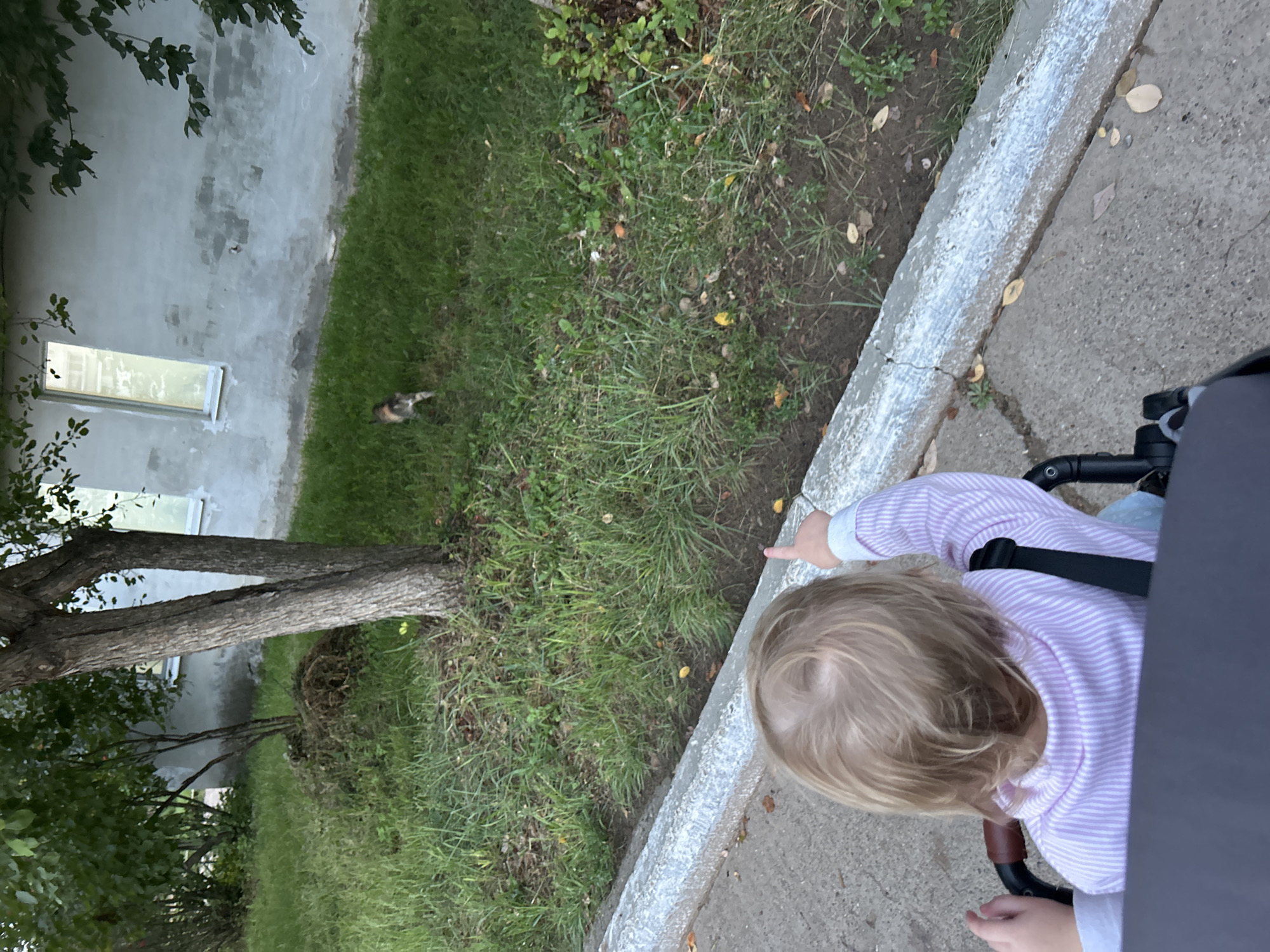 In the city of Noviy, Russia, an outdoor scene captures a toddler sitting in a stroller, pointing towards a cat in the distance. The toddler, with blonde hair, is wearing a light purple and white striped sweatshirt. The cat, which is small and has tabby markings, is positioned on a grassy area in front of a weathered, light gray building with a tall, narrow window. The ground is a mix of concrete and grass, with some fallen leaves scattered around. A tree with visible bark stands in the middle ground. The overall lighting suggests it is daytime.