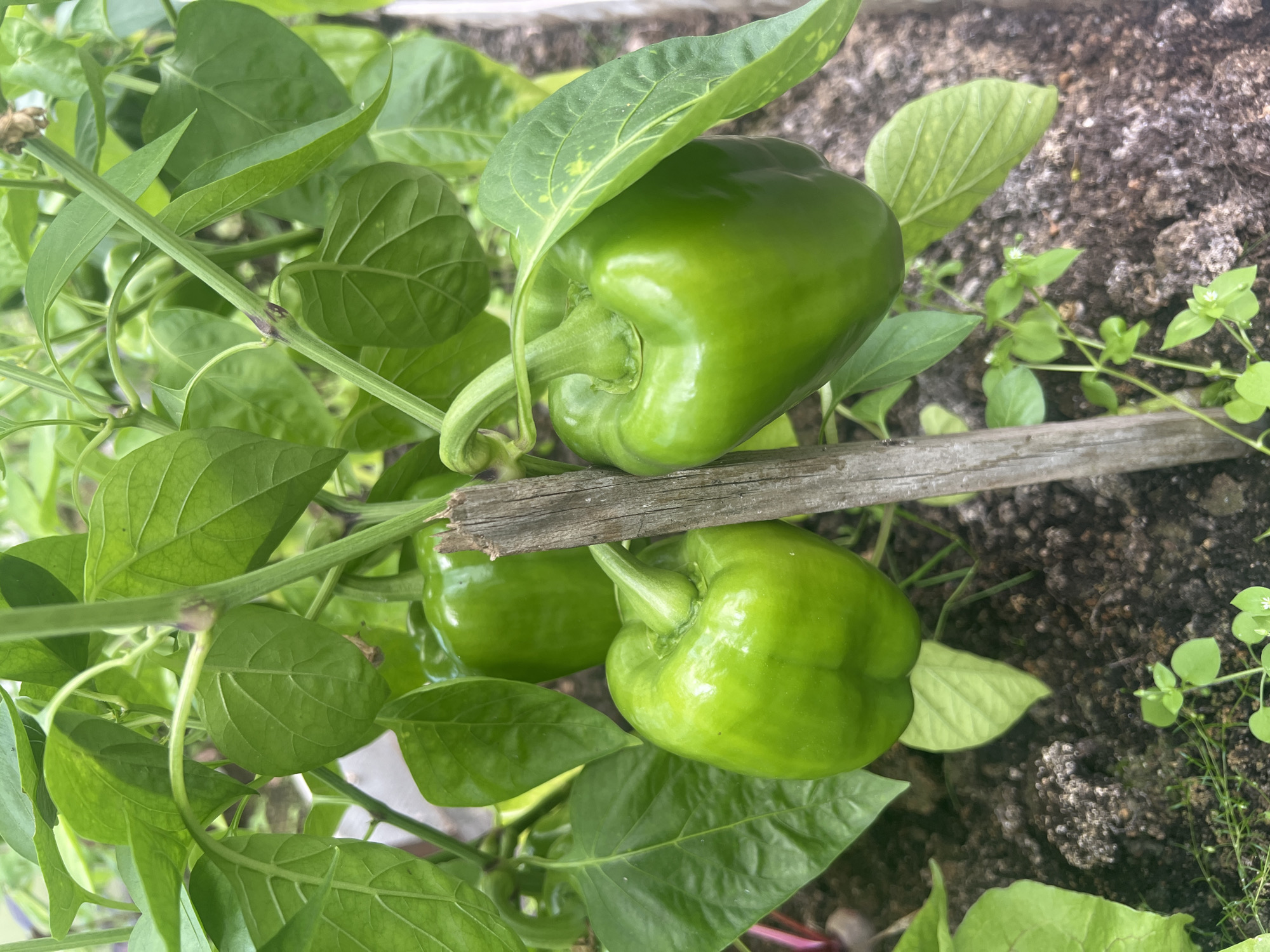 The image shows a close-up of green bell peppers growing on a plant in a garden. Three bell peppers are visible, all are a vibrant green color. The peppers are attached to a plant with green leaves and stems. A wooden stake is supporting the plant, and some soil is visible at the bottom of the image. The scene appears to be outdoors, likely in a residential garden. There are no people or animals present in the image. The lighting suggests it is daytime. The specific location in Роса Снт, Russia, cannot be determined from the image alone.