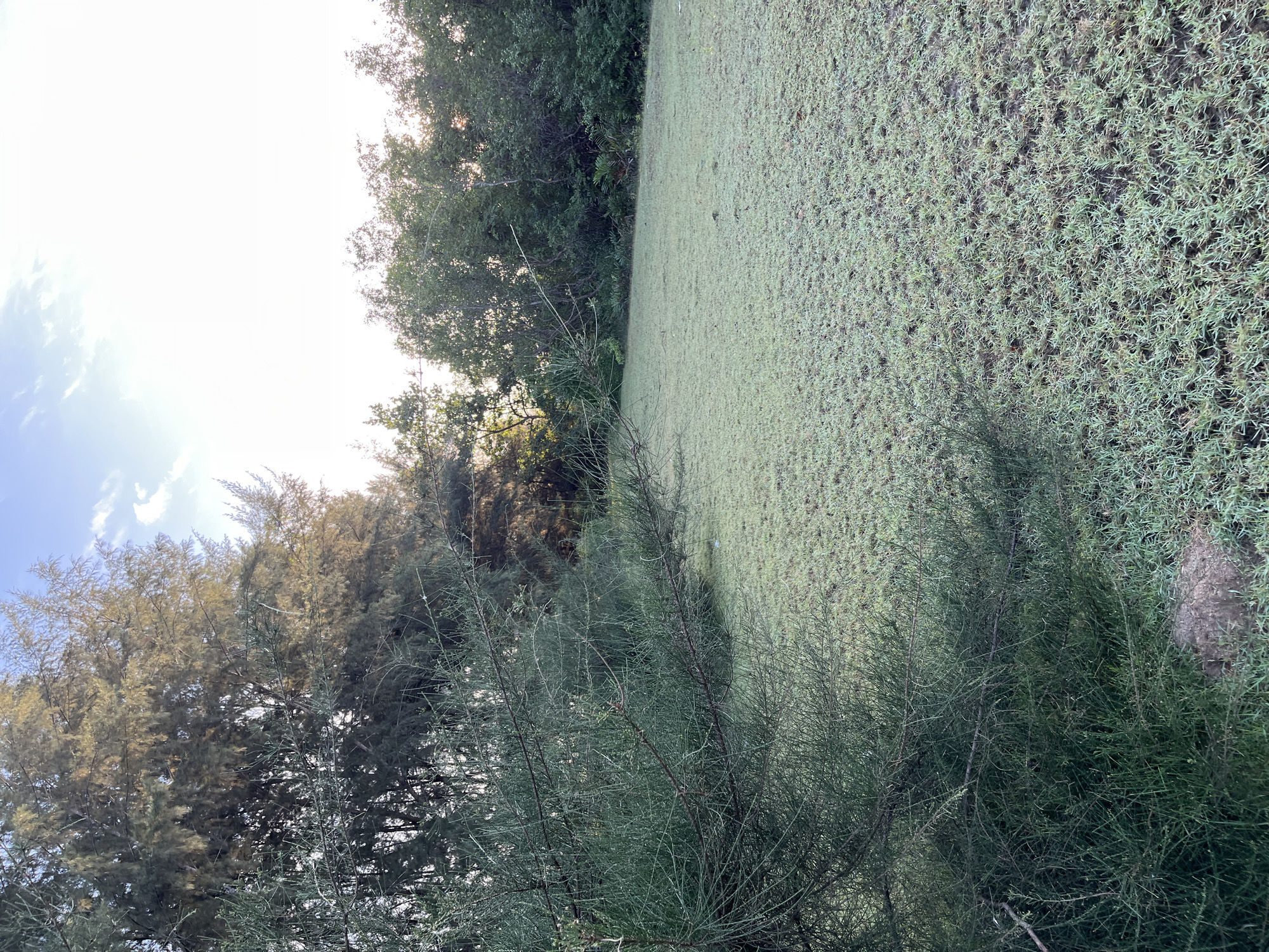 The image depicts an outdoor scene with a focus on natural elements, likely in the vicinity of Keudeteupinpunti, Indonesia. In the foreground, a dense, green shrub with thin, needle-like leaves dominates the left side of the frame. This shrub casts a shadow onto the ground. The ground itself is covered in short, light green grass, which appears to be slightly damp or frosted. Beyond the grass, a line of trees forms a backdrop. These trees vary in density and height, with some appearing taller and more spread out, allowing sunlight to filter through their foliage, while others are closer together and form a denser screen. The sky above is bright and hazy, with faint clouds visible towards the top left. The overall impression is a tranquil, natural setting, possibly at dawn or dusk given the soft lighting and the dew-like appearance on the grass. There are no people or man-made structures immediately visible in the frame.