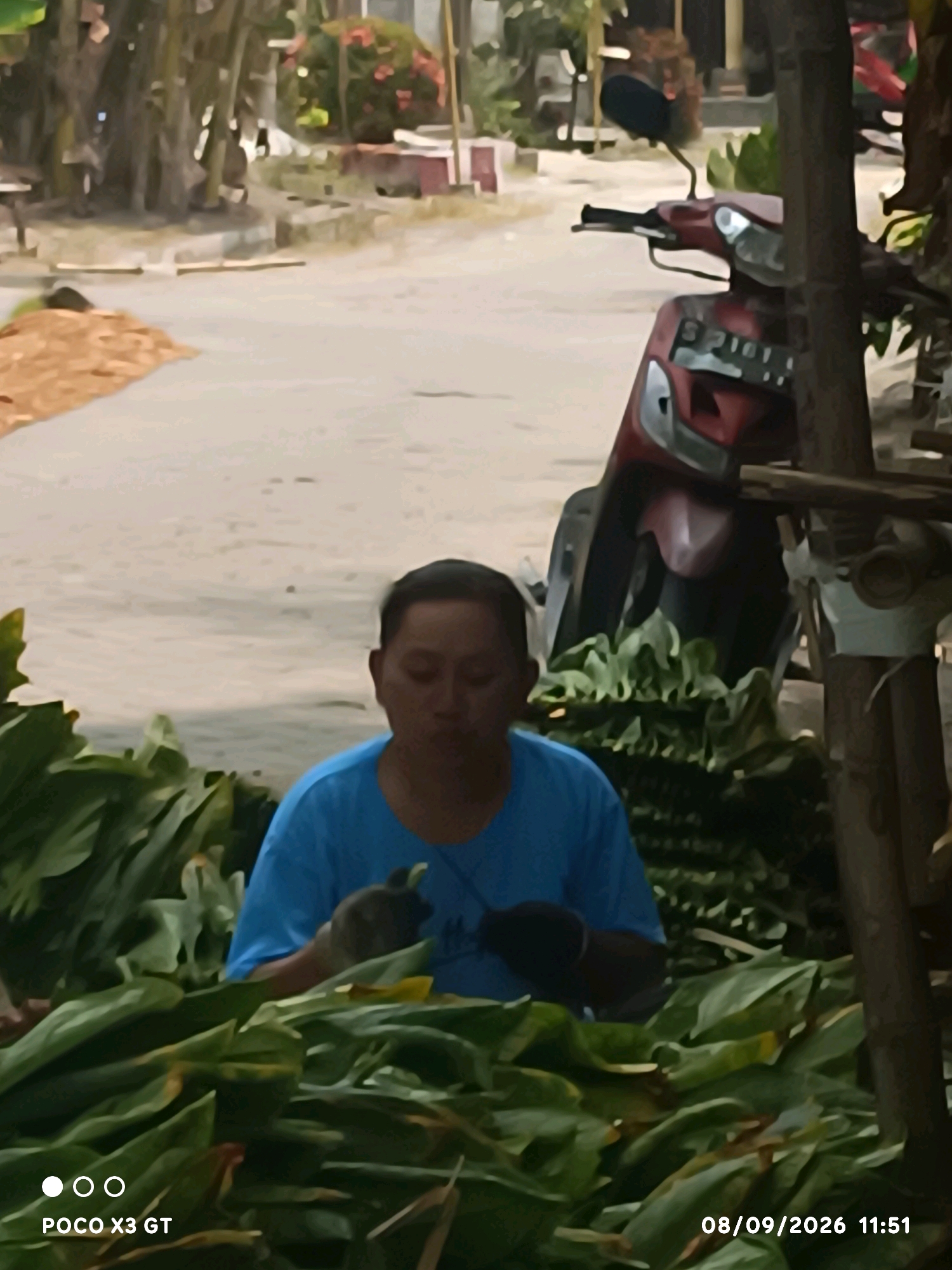 In Banjar Dowo, Indonesia, a person in a blue t-shirt is seen amidst a large pile of green leaves. The person appears to be wearing dark gloves and is in the process of handling the leaves. Behind them, a red motorcycle is parked. The environment suggests an outdoor setting, possibly a market or a place where agricultural produce is being gathered. The ground appears to be paved, with some debris or soil on the left side of the image. Trees and foliage are visible in the background, indicating a semi-rural or urban area with greenery. The image is timestamped with "08/09/2026 11:51" and a watermark "POCO X3 GT".