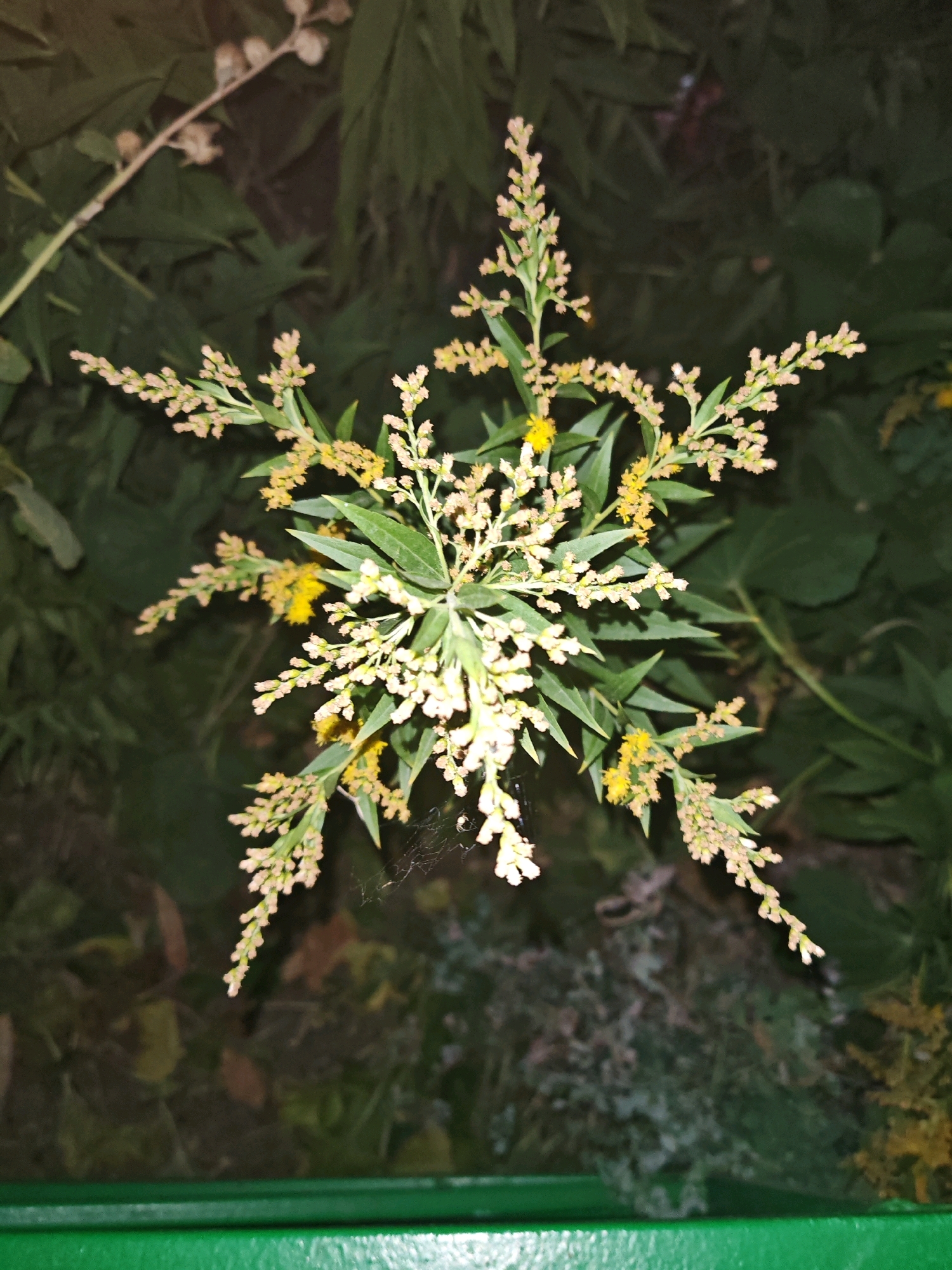A close-up, top-down shot features a cluster of small, light-colored flowers arranged in a star-like pattern against a dark green, leafy background. Some of the flowers are a pale yellow, while others are a lighter, almost white hue. Thin, green stems branch out from a central point, supporting the numerous tiny blooms. A delicate spiderweb is visible near the center of the floral arrangement. In the lower portion of the image, a bright green, horizontal surface is present, likely a railing or bench. The overall impression is one of natural beauty captured in a dimly lit environment. The specific location in the city of Kokshetau, Kazakhstan, cannot be determined from the visual information provided in the image.
