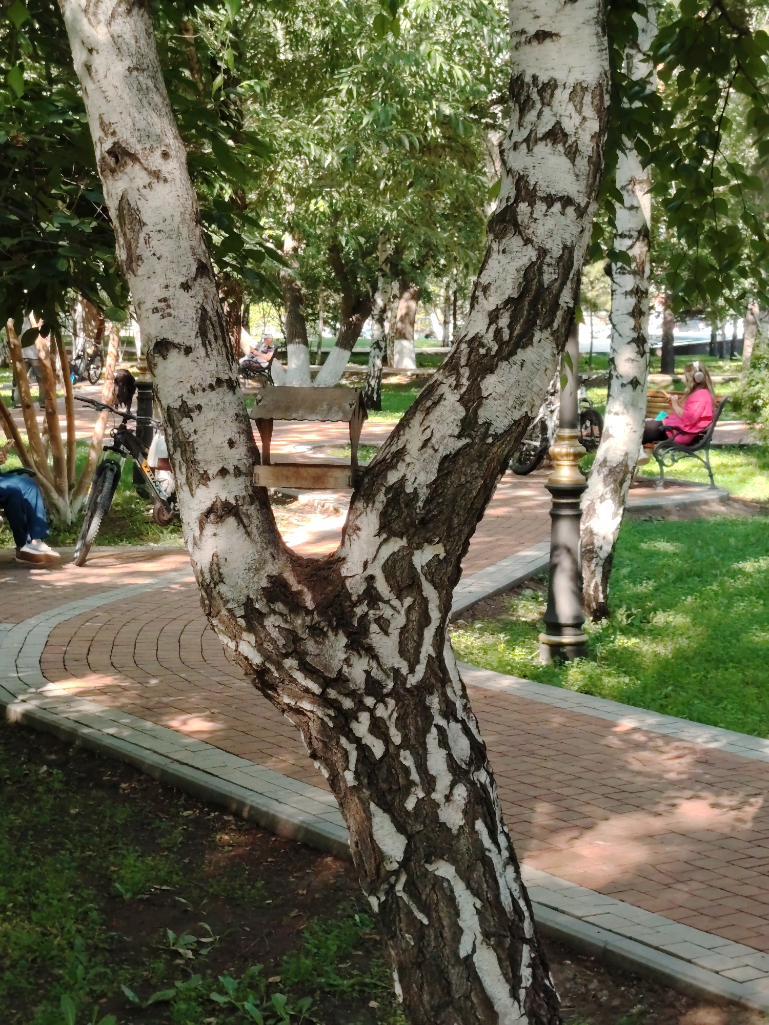 The image depicts a park scene in Astana, Kazakhstan, featuring a prominent birch tree in the foreground with its distinctive white and black bark. In the background, a paved pathway curves through a grassy area with more trees and foliage. A person is seated on a park bench in the middle ground, wearing a bright pink jacket and headphones. To the left, a bicycle is parked near some thin tree trunks. The lighting suggests it is daytime, with dappled sunlight filtering through the leaves. The overall atmosphere is tranquil and suggests a typical park setting in the city.