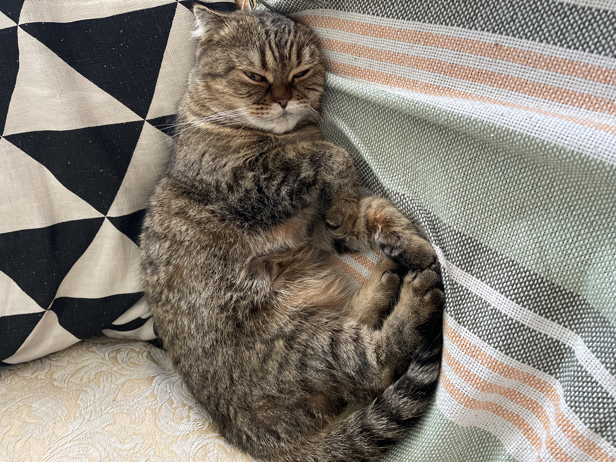 A tabby cat is sleeping curled up on a striped blanket. The blanket is green with horizontal stripes of white, orange, and dark gray. Behind the cat, there are two pillows. One pillow is cream-colored with an ornate pattern, and the other is black and white with a geometric diamond pattern. The scene appears to be indoors, possibly on a couch or bed. The cat is the sole subject in the image. There is no visible indication of the specific location in Dzerzhinsk, Russia.