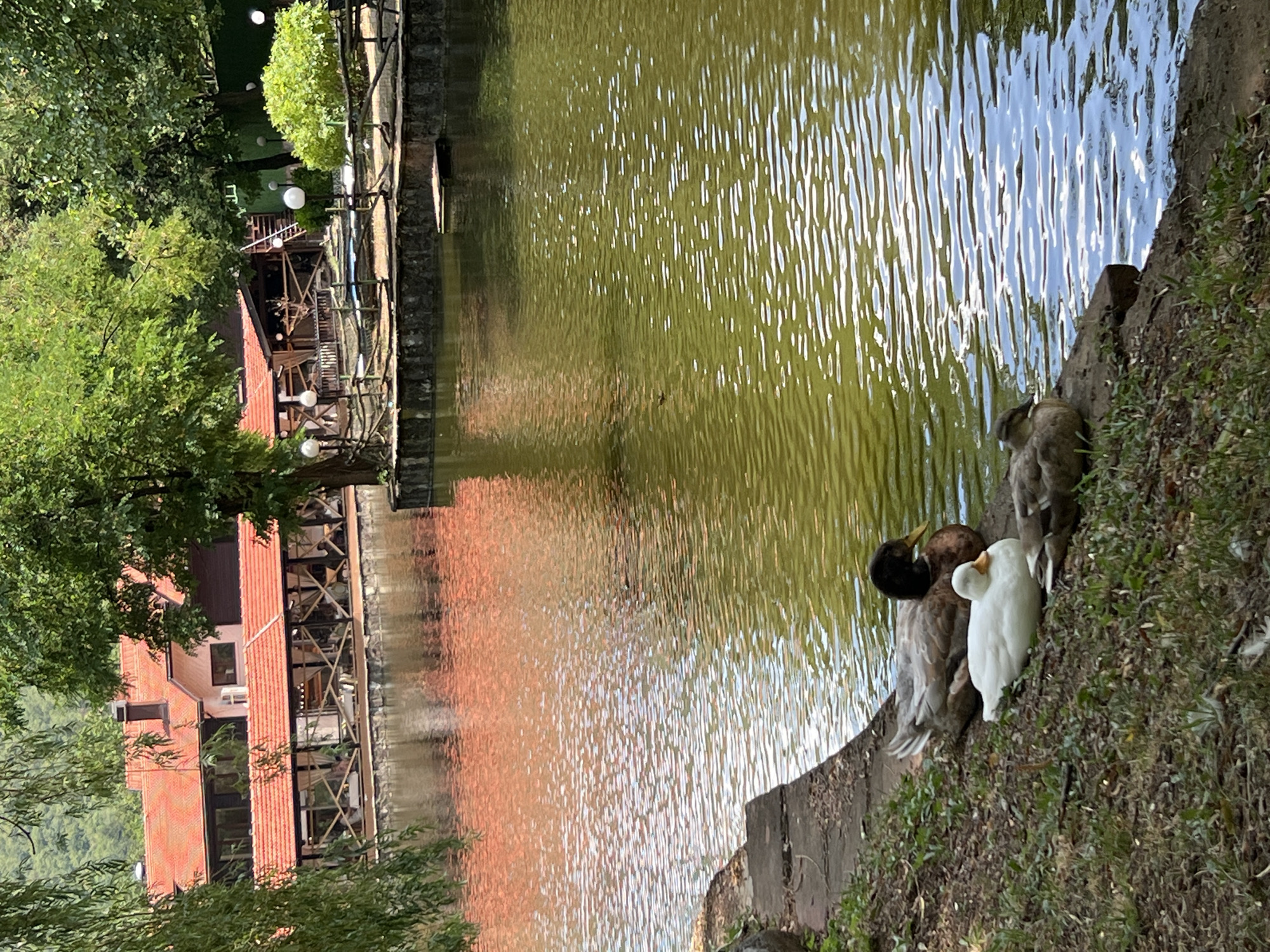 Three ducks are resting on the grassy bank of a lake. The duck in the foreground on the left is white. The duck behind it is brown and black with a yellow beak. The duck on the right is mostly brown. In the background, a building with a red roof is visible, and beyond that, a wooded hillside. The water of the lake is green and reflects the red roof of the building. The scene appears to be a park or recreational area. This is a photograph taken at the "Kaleto" park in Vratsa, Bulgaria, known for its lake and recreational facilities.