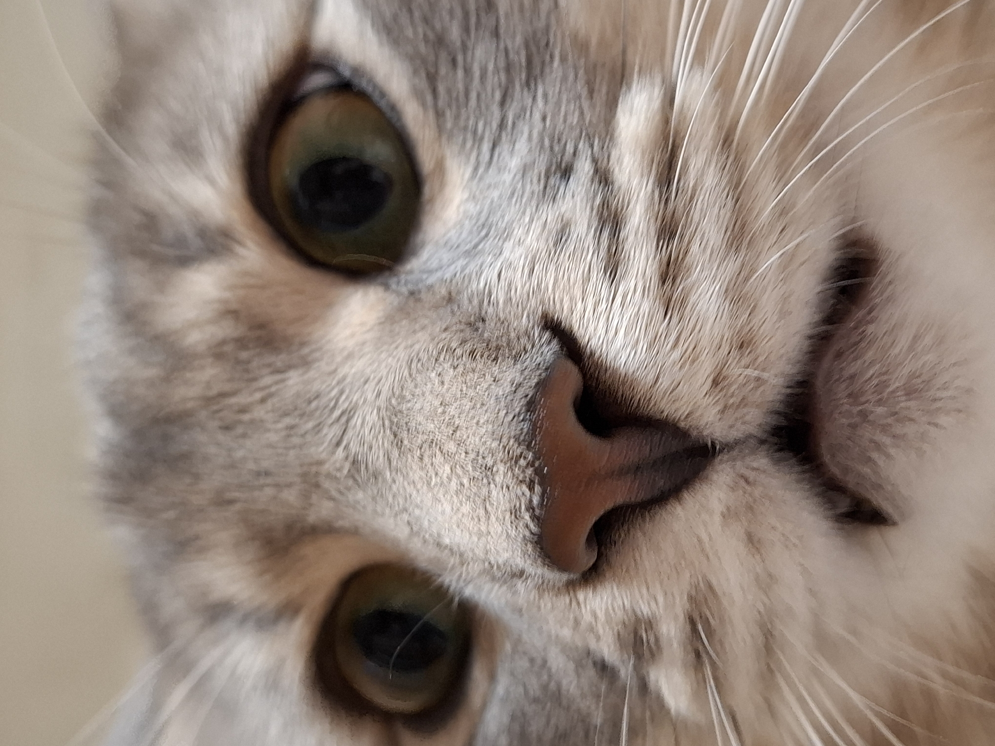 This close-up portrait features a cat's face, tilted counter-clockwise, filling most of the frame. The cat's fur is a soft blend of light grey and white, with subtle tabby markings visible around the eyes and bridge of the nose, indicating a plush texture. Its large, round eyes are a striking greenish-yellow with dark, dilated pupils, conveying an expression of curiosity and alertness. The cat's nose is a warm, soft brown or pink hue. Numerous long, delicate white whiskers fan out from the sides of its face.
The background is uniformly light and out of focus, suggesting a plain wall or soft surface in an indoor setting. The lighting is soft and even, highlighting the intricate details of the fur and the cat's facial features. No other subjects, objects, or text are visible in the image. The scene captures a quiet, direct interaction, possibly a moment of gentle observation by the cat. The location context provided is Novi Sad, Serbia.