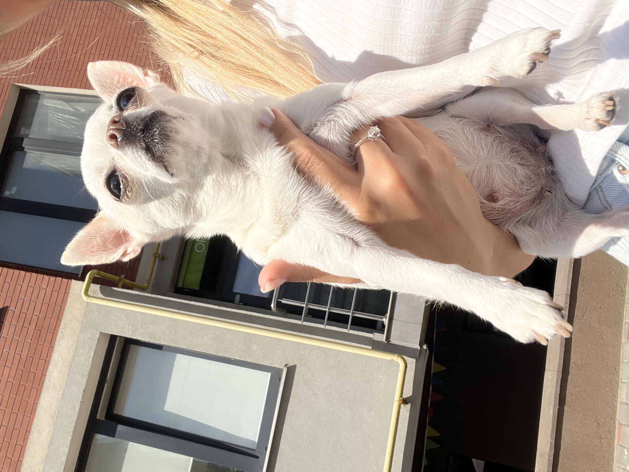In Kryzhanivka, Ukraine, on a sunny day, a person holds a white chihuahua. The dog has large ears, dark eyes, and a black nose. It is held in the person's arms, with one of the dog's paws resting on the person's hand. The person is wearing a white, ribbed shirt and what appears to be denim shorts. A diamond ring is visible on the person's left ring finger. Behind them, a multi-story building with red brick and grey concrete sections stands under a clear sky. Yellow pipes are visible running along the side of the building, and windows with dark frames are present. At the bottom of the frame, a narrow strip of brown siding and a paved walkway are visible.