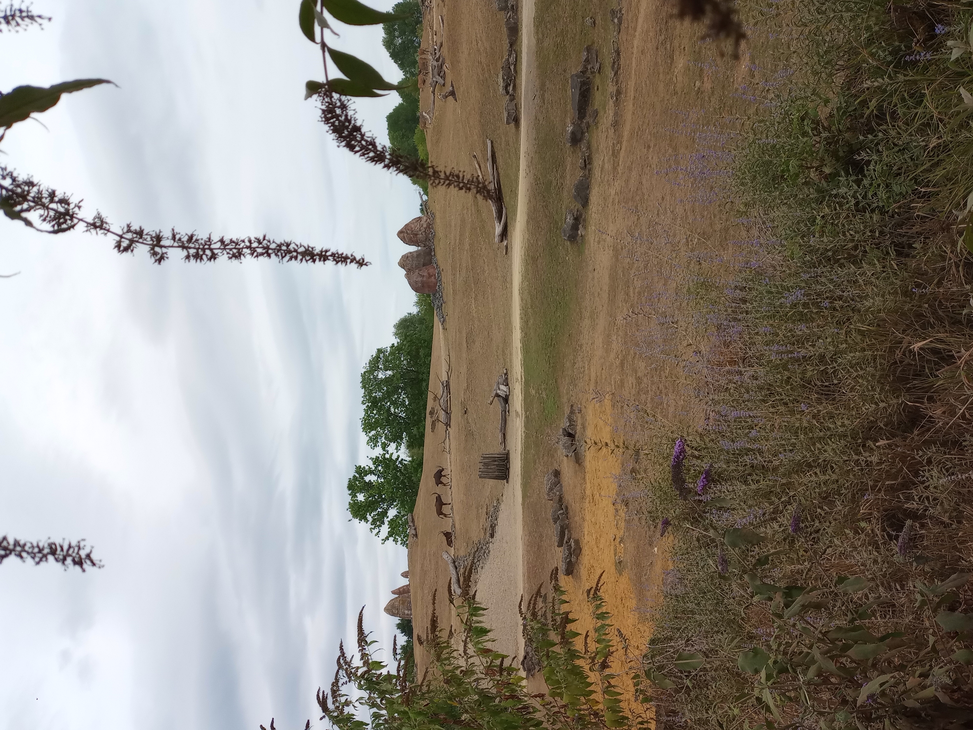 The image shows a herd of antelopes grazing in a zoo enclosure. The enclosure is designed to resemble a savanna environment, with dry, brown grass, scattered rocks, and a few trees. The sky is overcast, and the overall lighting suggests it is daytime. The antelopes appear to be undisturbed and are spread out across the enclosure. The foreground of the image features some vegetation, including flowering plants. While the specific zoo is not identified, this type of enclosure is common in zoological gardens worldwide.