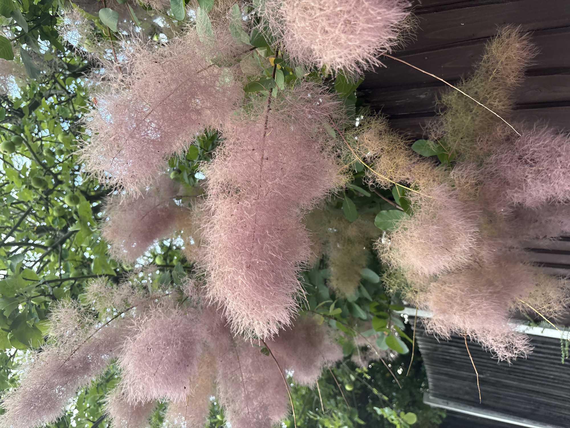 The image depicts a close-up view of a smoke bush plant, characterized by its fluffy, pinkish plumes, set against a backdrop of green foliage and a dark wooden fence. The smoke bush is in bloom, with numerous feathery structures dominating the frame, suggesting a warm season. The fence, visible in the lower right and left portions of the image, appears to be a weathered wooden structure. The leaves of the smoke bush are visible interspersed among the plumes, and some darker green leaves from a larger tree are also present at the top of the frame. There are no people or animals visible in the image. The lighting suggests an overcast or shaded day, as there are no strong shadows. The overall scene is natural and botanical, focused on the texture and color of the blooming plant. The location is specified as Chelmsford, United Kingdom.
