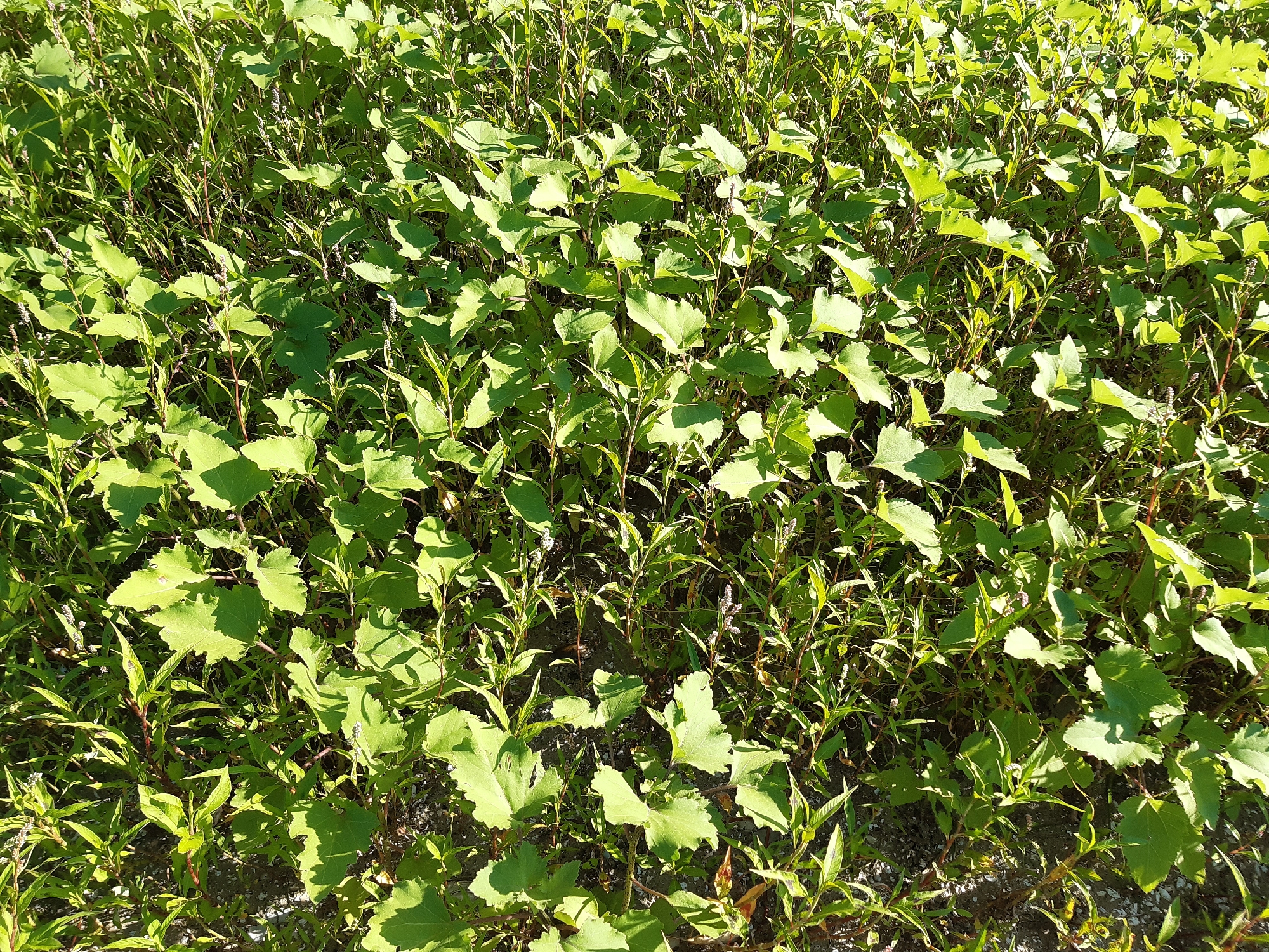 The image shows a dense patch of green vegetation, likely a field or embankment, with varying leaf shapes and sizes. Sunlight casts shadows across the plants, creating a textured appearance. The ground beneath is partially visible, appearing to be a mix of soil and small stones. In the background, the vegetation continues, creating a lush, somewhat overgrown scene. There are no people or man-made objects visible. The overall impression is one of natural growth in an outdoor environment. The context of Sokil, Ukraine, suggests this could be a rural or semi-rural setting within that location.