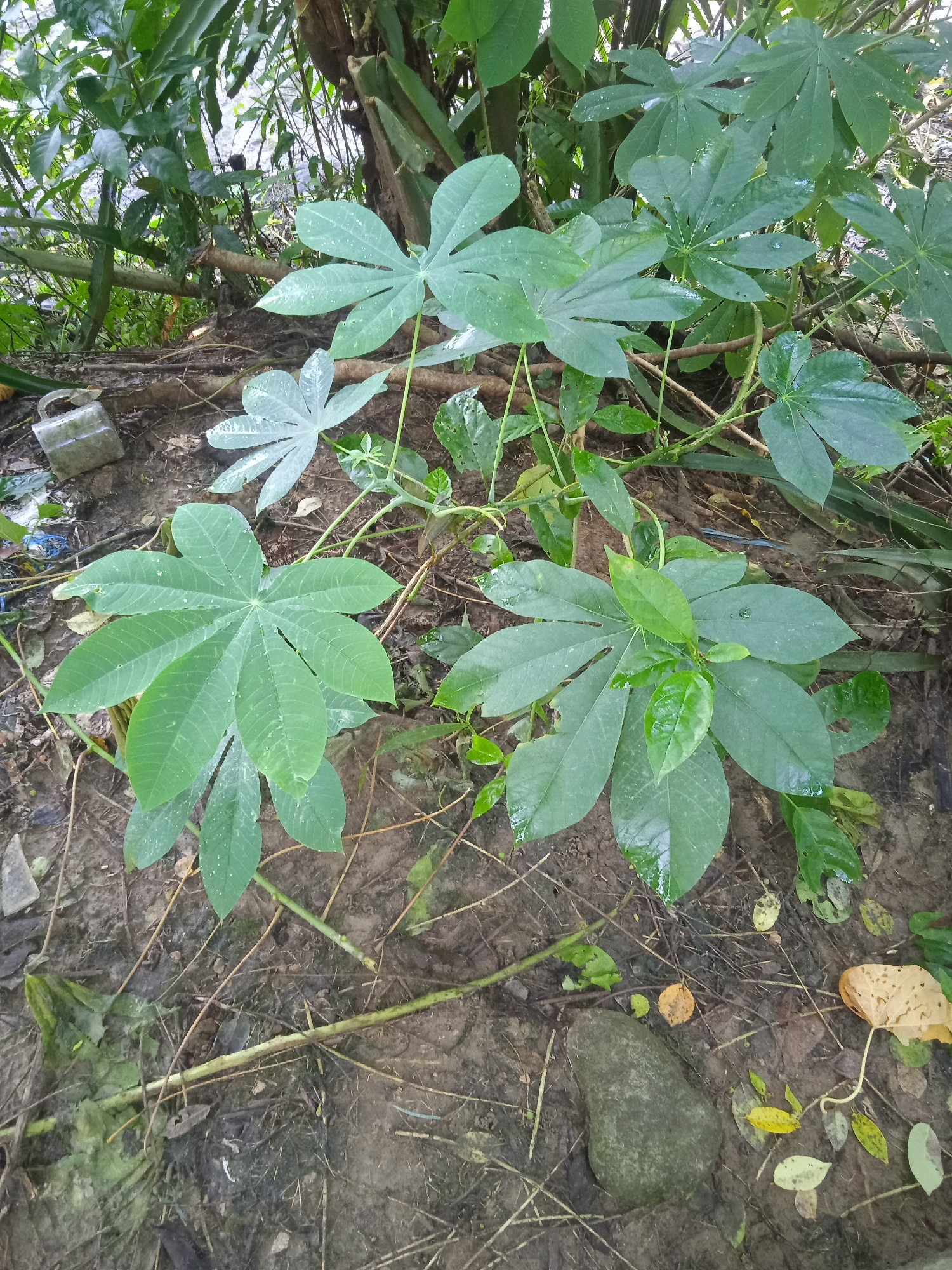 The image captures a close-up view of several large, palmate leaves of a plant, likely cassava, growing in the soil of what appears to be a rural area. The leaves are a vibrant green, with visible water droplets on their surfaces, suggesting recent rainfall or dew. The ground is a mix of dark, moist soil, dry twigs, fallen leaves, and a few scattered pieces of litter, including a clear plastic container and some blue plastic. In the background, dense foliage and tree trunks create a natural, untamed environment. A grey, rounded stone rests on the ground in the lower right portion of the image. The lighting suggests an overcast or shaded condition. The scene is devoid of any human presence or activity. The visual information does not provide specific clues to pinpoint the exact location within Bora, Indonesia, beyond a general impression of a natural, possibly undeveloped area.