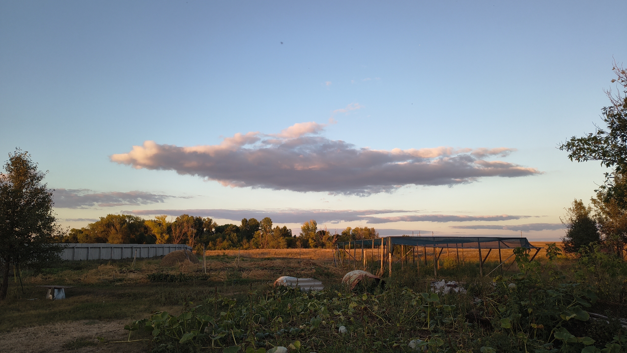 A wide shot captures a rural landscape at sunset with a clear sky transitioning from light blue to a soft orange hue near the horizon. A prominent, long cloud formation is illuminated with pink and orange light, stretching horizontally across the sky. Below the sky, a line of trees with lush green foliage forms a backdrop, their tops catching the warm glow of the setting sun. In the foreground, a farmstead appears with various structures and vegetation. To the left, a weathered gray fence runs horizontally, bordering a field. A haystack is visible near the fence. In the center and right of the frame, a greenhouse-like structure with wooden poles and a green mesh covering stands in a field of dry grass. The foreground is filled with green plants, likely crops, with some round objects, possibly pumpkins, scattered among them. A few discarded, rounded objects, possibly old troughs or covers, are present in the field. A single tree stands on the far left, its leaves silhouetted against the sky. The ground appears to be a mix of dry earth and overgrown vegetation, indicating a rustic and possibly unkempt setting. There are no people or animals visible in the scene.