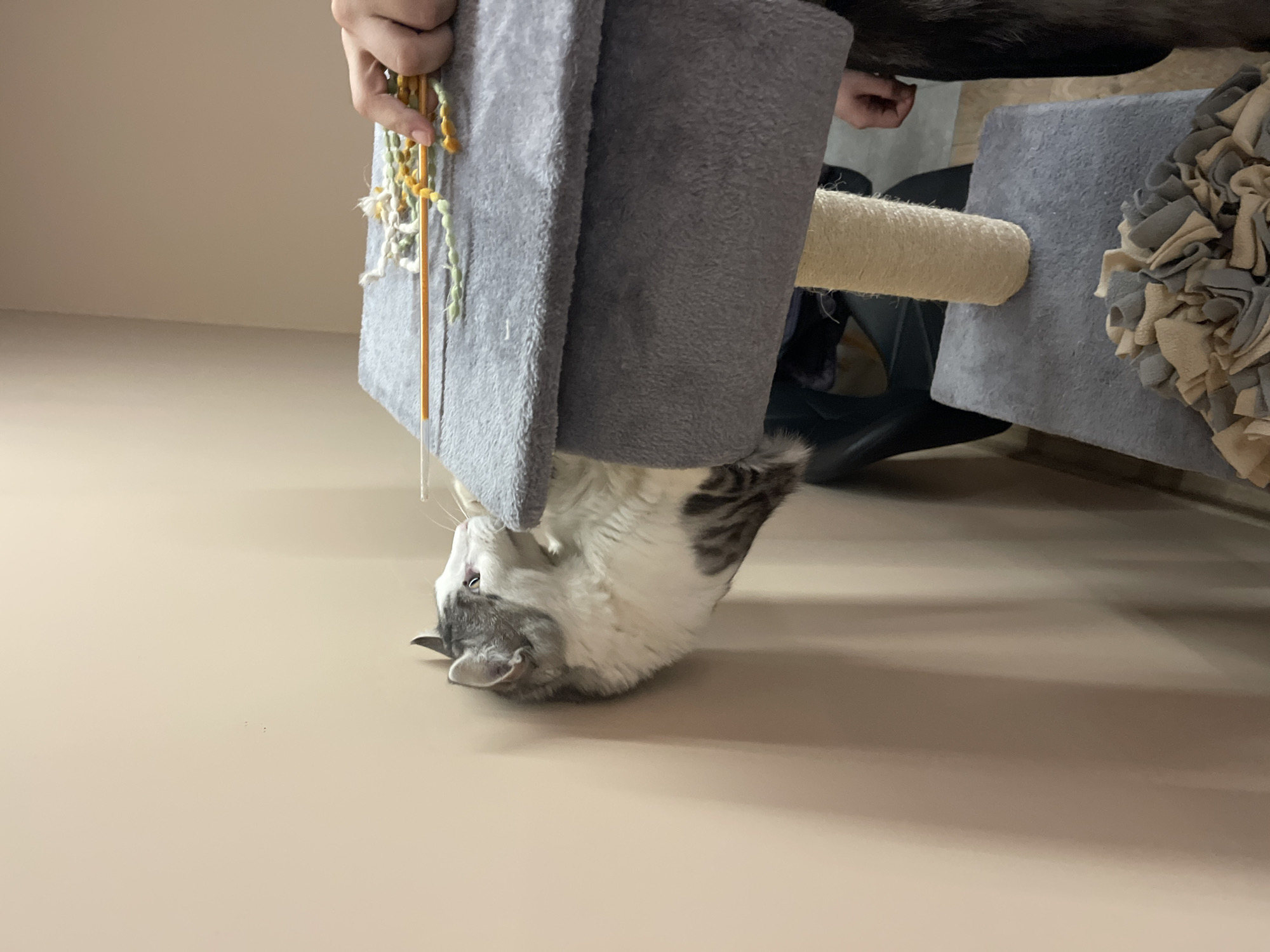 A cat is playing with a cat toy attached to a cat tree. The cat is upside down on the floor with its head near the base of the cat tree, reaching up towards the toy. A person is holding the toy. The cat tree is grey with a sisal-wrapped post. The floor is beige. The location is not apparent from the image and cannot be determined.