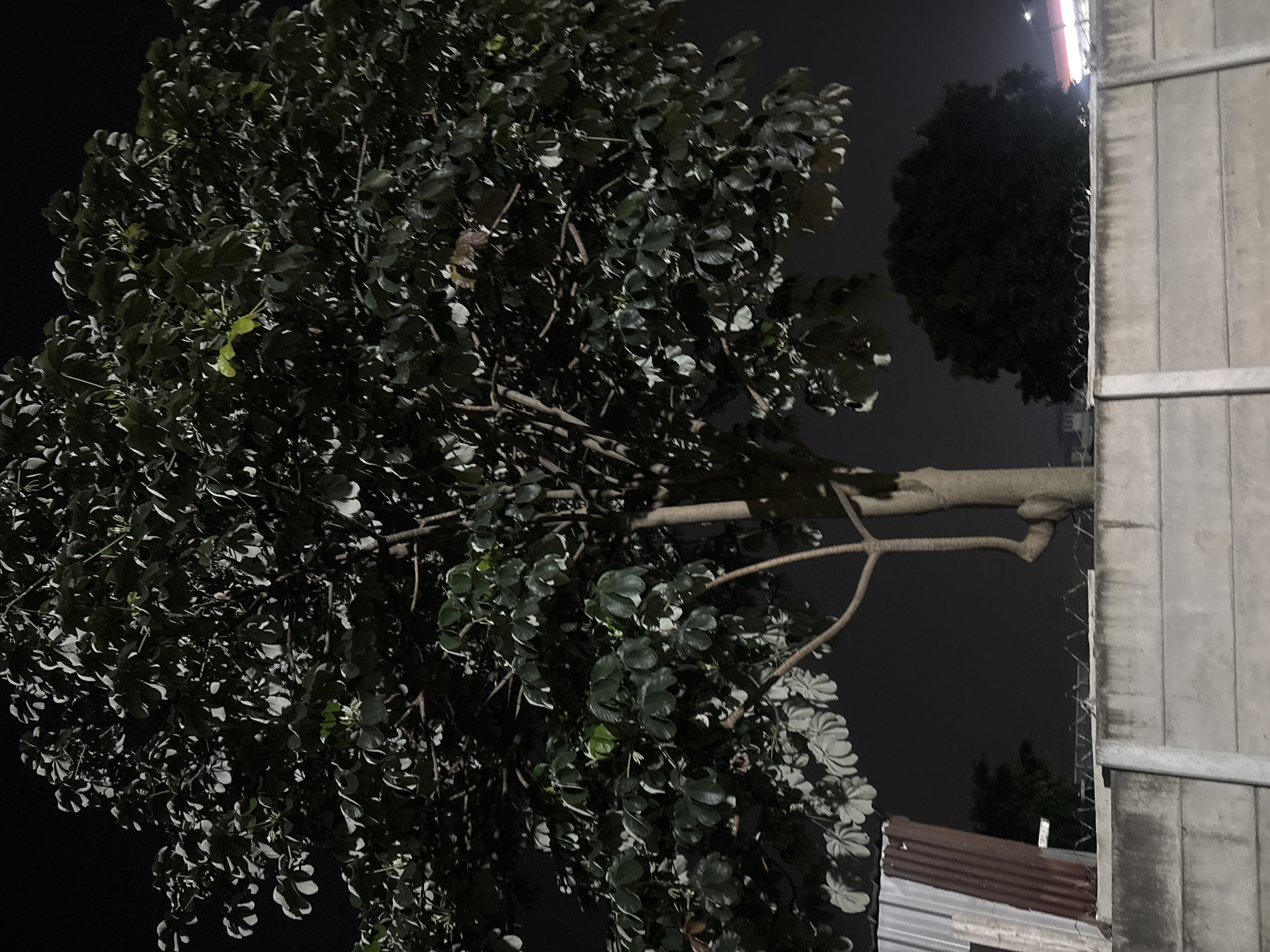 At night in Tangerang, Indonesia, a large leafy tree dominates the foreground, its branches extending towards a tall gray concrete wall on the right. A smaller, darker tree is visible between the main tree and the wall. Below the trees and wall, glimpses of a corrugated metal roof and parts of a building are visible. The sky is a dark, indistinct color. The scene appears to be captured from a low angle.