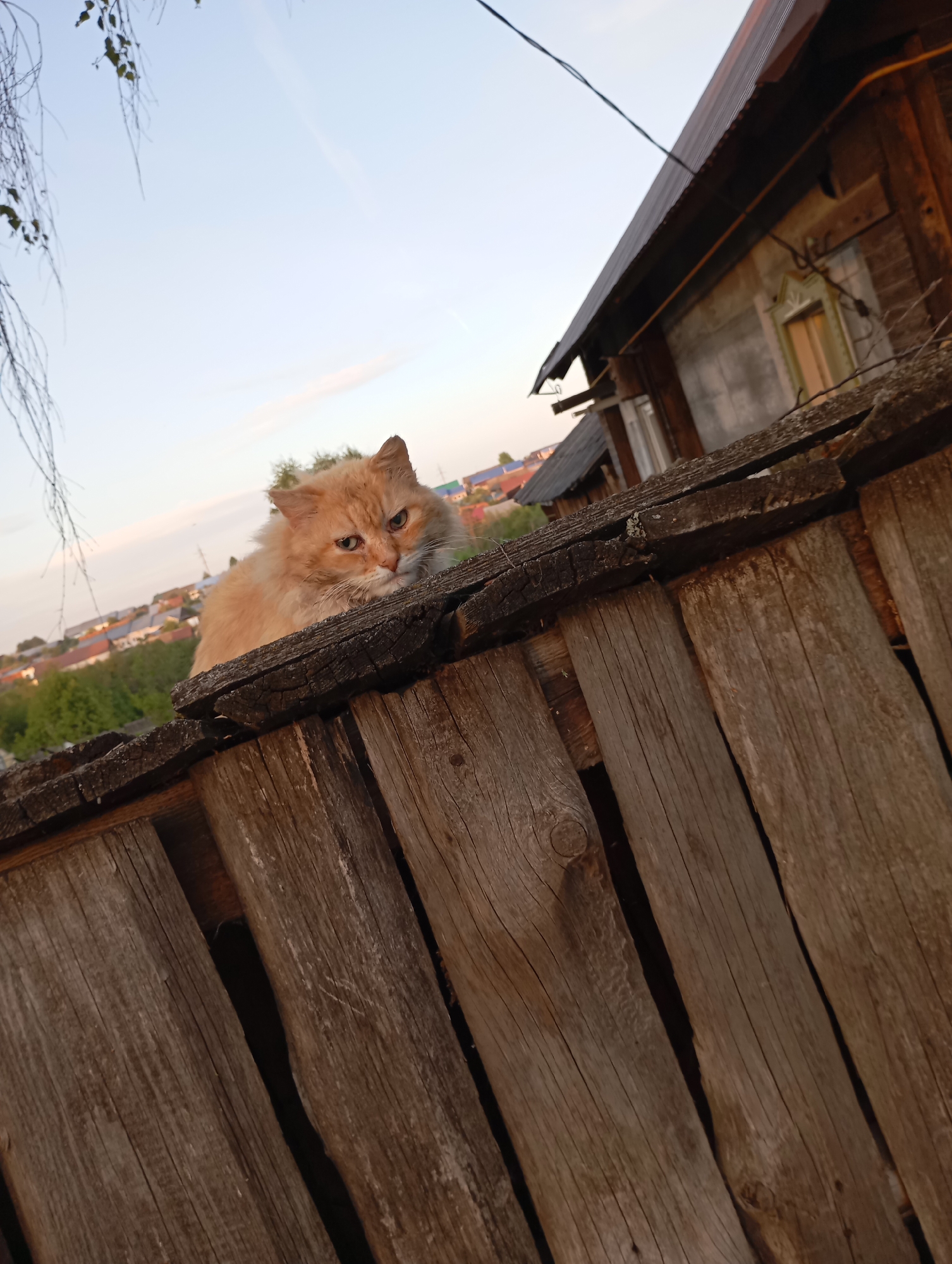 A medium shot shows a ginger cat resting on a weathered wooden fence, angled upwards. Behind the fence, a cityscape of Unknown, Unknown is visible in the background, and the sky is a light blue at the top of the frame. The cat is in the upper left portion of the shot, partially obscured by the fence in the foreground. The wooden fence is comprised of vertical planks. To the right, a wooden building is partially visible. A few branches with leaves hang down from the upper left of the frame.
