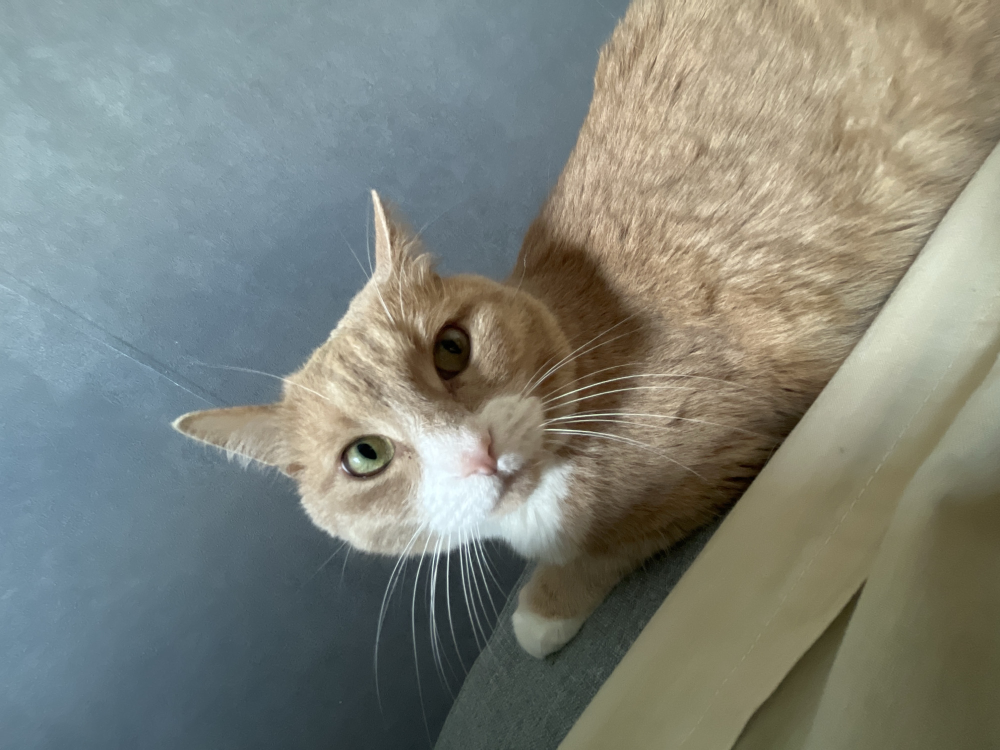 An orange tabby cat with green eyes and white markings on its face and paws is lying down on a gray surface, possibly a couch or chair. The cat is looking directly at the camera with its head tilted slightly. A beige-colored fabric object is in the foreground, partially obscuring the cat's body. The background is a textured gray wall. There is no information in the image to determine its location in Yekaterinburg, Russia.