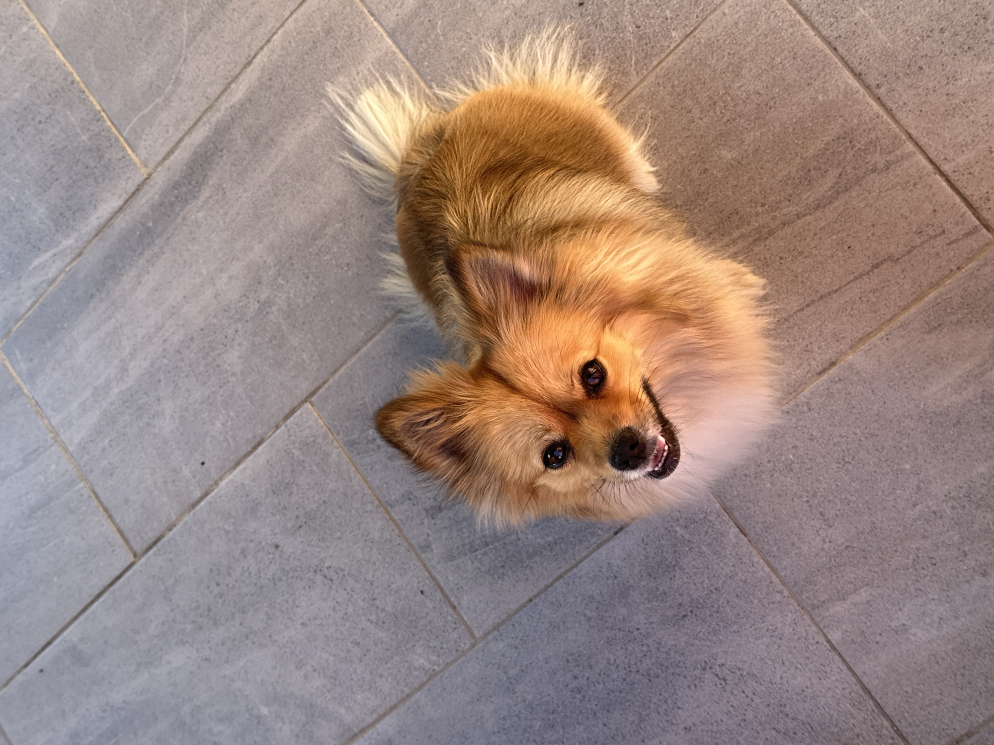 A dog, likely a Pomeranian or Spitz mix, is sitting on a gray tiled floor. The dog is looking up at the camera. The location is likely indoors. The location is unlikely to be in the city of Manole, Bulgaria, due to the lack of any identifying elements from that location.
