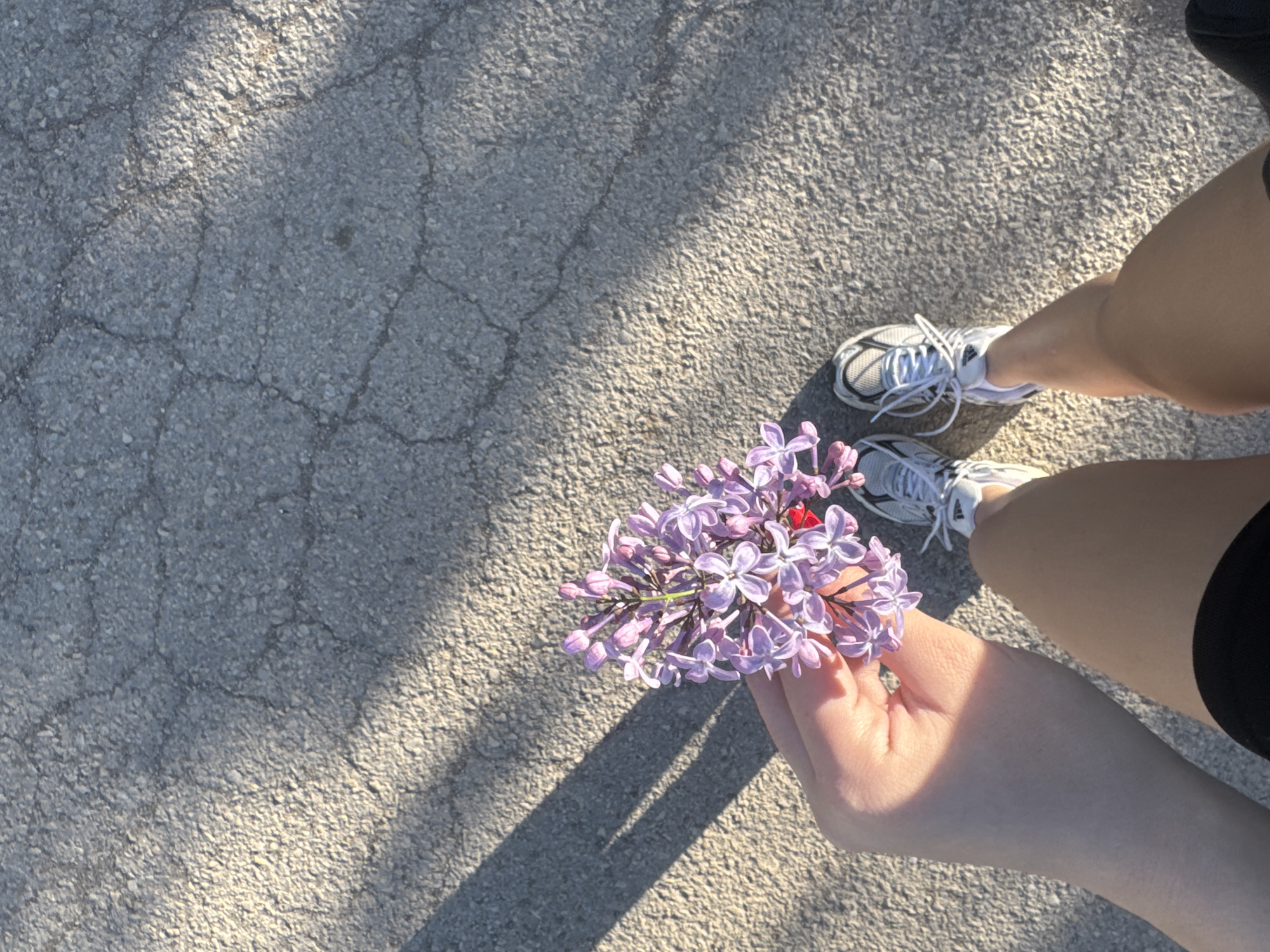 The image, taken from a top-down perspective, shows a person standing on cracked asphalt ground in Lehchevo, Bulgaria. The subject's lower legs and feet are visible, clad in white athletic shoes with white laces and black socks, along with black shorts. The person is holding a small bouquet of delicate purple lilac flowers in their hands, which are positioned in the lower center of the frame. A small red ladybug is visible on one of the lilac blossoms, adding a notable detail.
Strong, direct sunlight casts long shadows on the ground, suggesting either early morning or late afternoon. The asphalt is textured and shows signs of wear with numerous cracks. The overall atmosphere appears tranquil, focusing on a simple moment of connection with nature. No visible text is present in the image.
