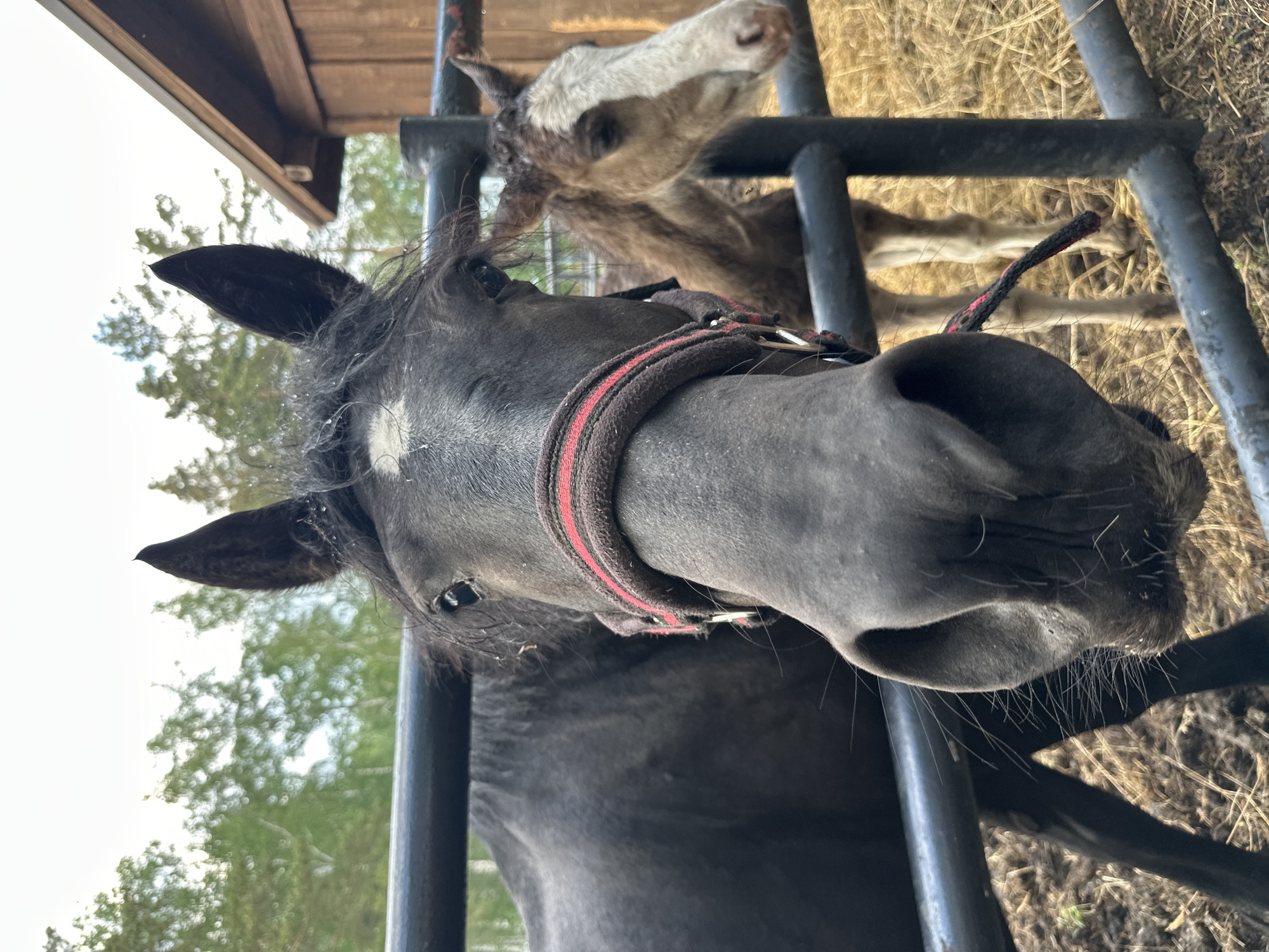 A close-up, eye-level shot features the face of a dark-colored horse looking directly at the camera, with a red and black halter on its head. Behind the horse, to the right, a smaller, light-brown and white foal is visible, also looking away from the camera. Both animals are in an outdoor enclosure with a black metal fence in the foreground. The background consists of a wooden structure on the right and trees and a cloudy sky on the left. The ground within the enclosure appears to be dirt and straw. The overall lighting suggests an overcast day.