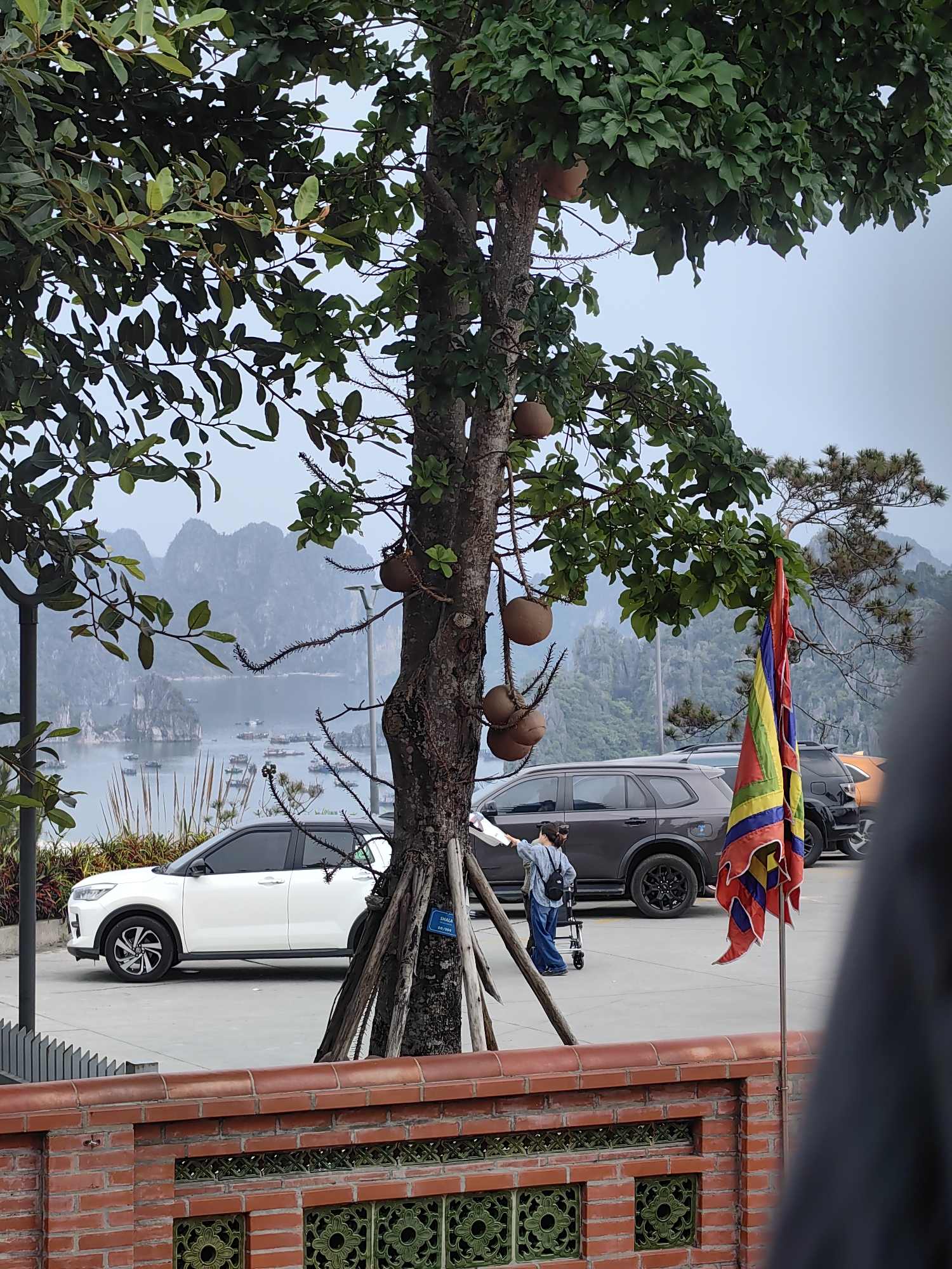 The image depicts a scene in Hong Gai Ward, Vietnam. In the foreground, a brick wall with decorative green tiles runs along the bottom of the frame. Behind the wall, a tree with large, round fruit hanging from its branches dominates the center. To the left of the tree, a white car is parked, and a gray SUV is to the right. A woman, wearing a denim shirt and carrying a bag, stands near the gray SUV. Beyond the parking area, the image opens to a view of Ha Long Bay, with misty islands and numerous boats dotting the water. A colorful flag is visible to the right of the tree, partially obscured by an unknown object.
