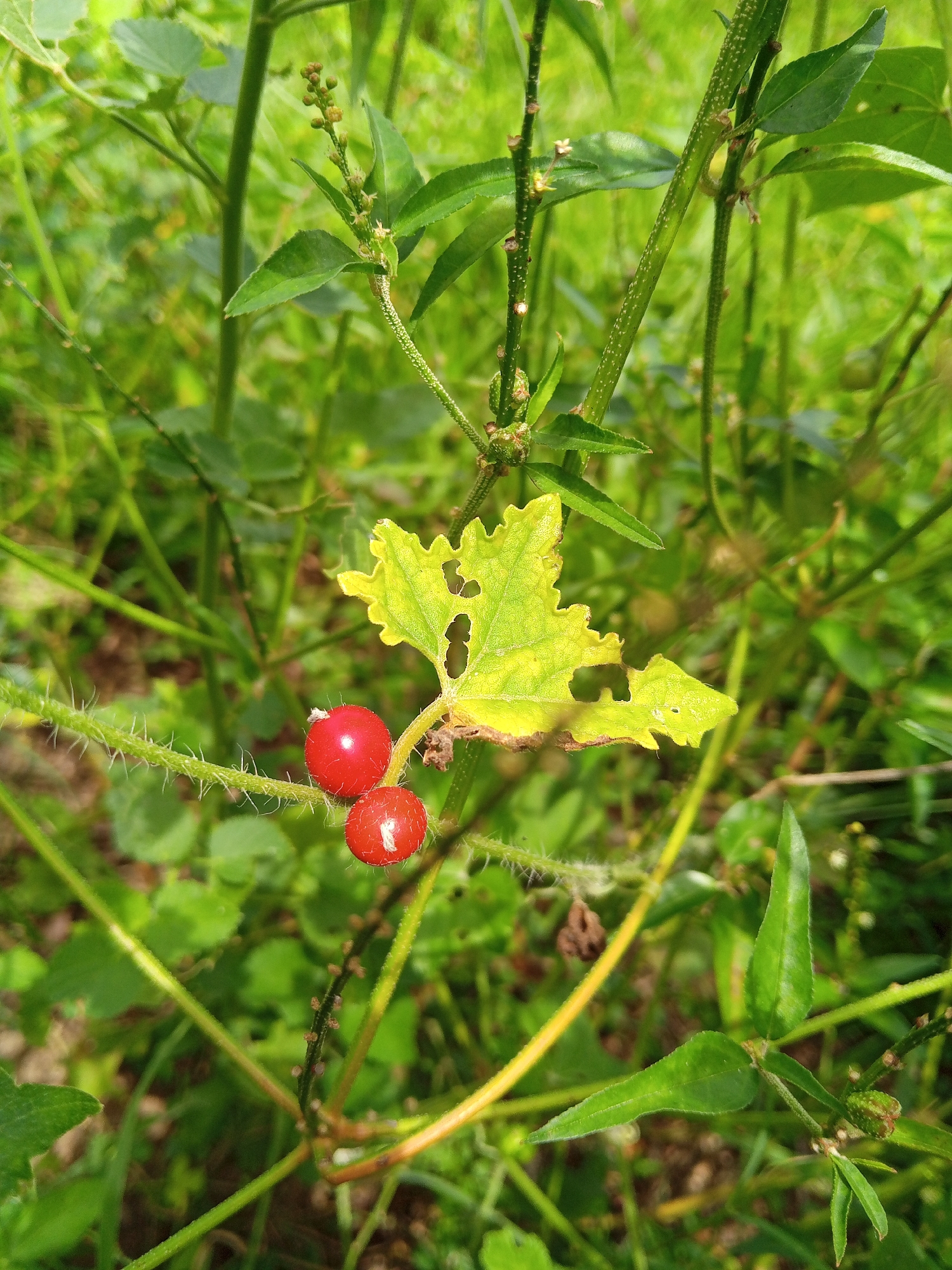The image shows a close-up of vegetation, likely weeds, including two bright red berries attached to a stem with thorns. A yellow-green leaf with holes is also present. The location is Payadua, Indonesia based on the prompt instructions. No people, specific actions, or interactions are depicted. The environment is natural, showcasing local plant life.