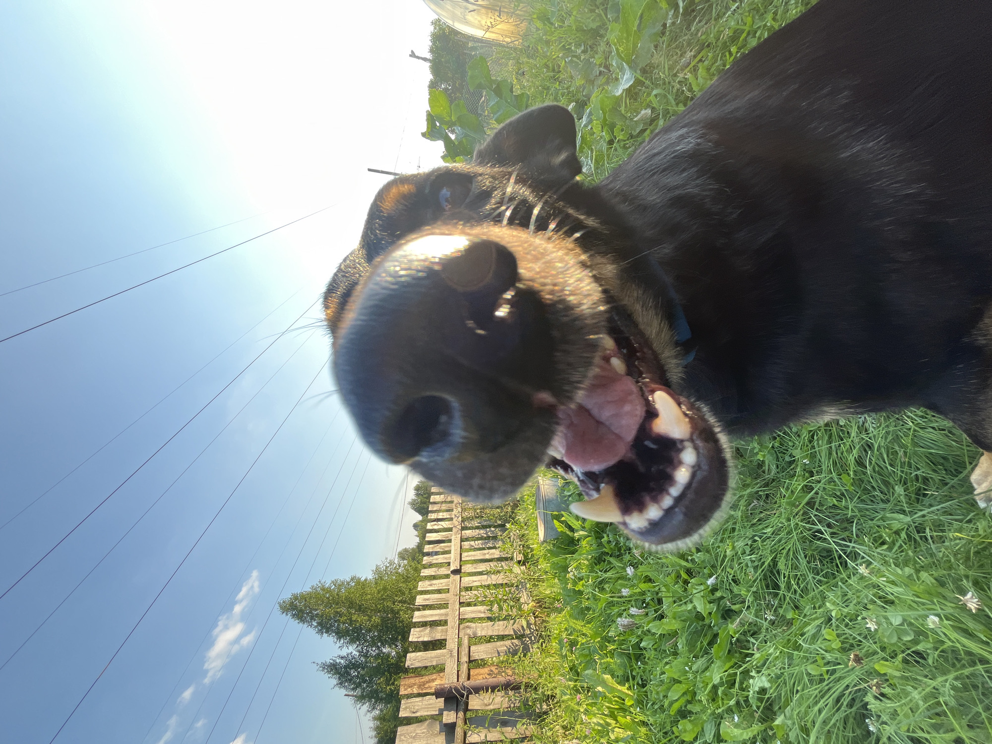 The image is a close-up, low-angle shot of a black dog outdoors. The dog's snout and open mouth, showing teeth and tongue, dominate the foreground. In the background, there is a weathered wooden fence, green grass with some small white flowers, and a clear blue sky with thin, wispy clouds and overhead power lines. The sun is visible, creating a bright glare in the upper right portion of the frame. The setting appears to be a rural or suburban yard. There is no indication of the location being specifically in Nizhny Tagil, Russia.