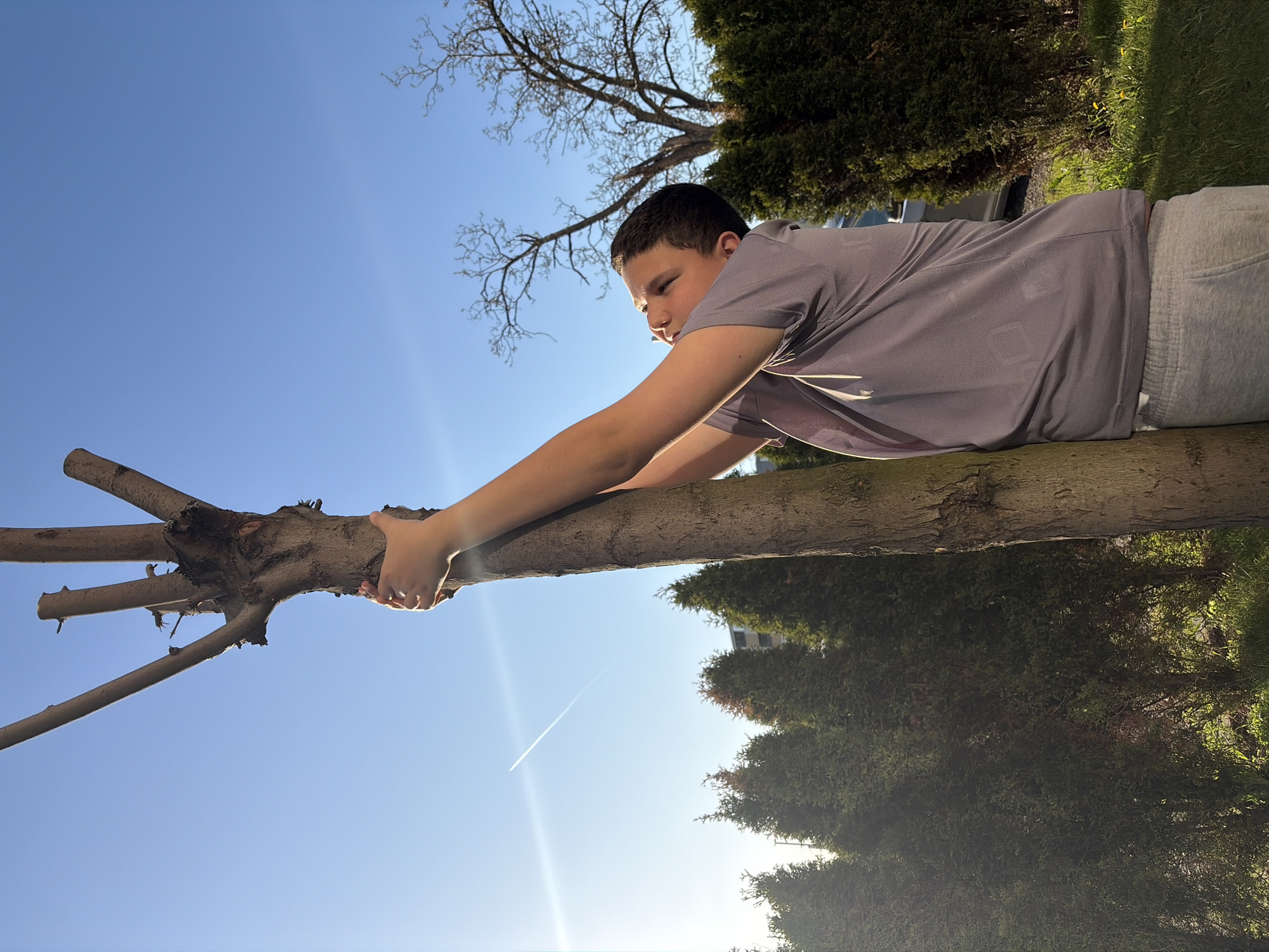 The image, rotated 90 degrees clockwise from its natural orientation, captures a young boy interacting with a tree in an outdoor setting in Sofia, Bulgaria. The central subject is a pre-teen boy, wearing a grey short-sleeved t-shirt and light grey sweatpants. He is lying horizontally across a thick tree trunk or branch, extending his arms forward and gripping the bark with both hands, appearing to balance or play.
The scene is set under a clear, bright blue sky. Sunlight, coming from a low angle, indicates either early morning or late afternoon, creating a warm glow on the boy and the tree and producing a noticeable lens flare. A white contrail from an aircraft is visible high in the sky.
Surrounding the boy and the tree are various natural elements. On the side opposite the boy's body (which would be below the branch in the correct orientation), there are dense evergreen bushes or trees and green grass. Another tree with bare, intricate branches is visible against the sky, suggesting late winter or early spring. A building is faintly discernable through the trees in the background. The boy's expression is one of concentration or playful determination.
There is no visible text in the media file.