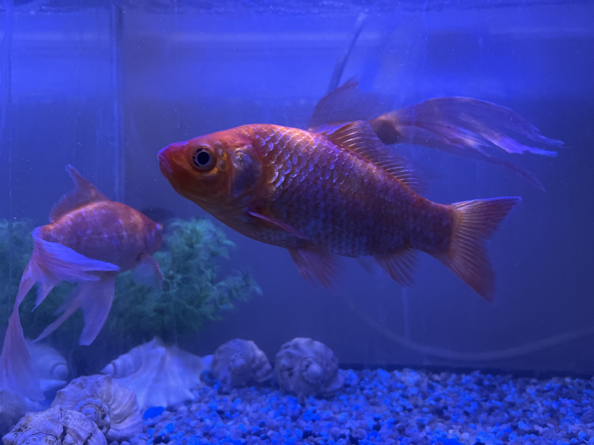 The image shows a close-up view of a freshwater aquarium with two goldfish. The fish are orange and appear to be of the common goldfish variety. The aquarium has a blue gravel substrate, a decorative artificial plant, and several seashells. The lighting is blue, giving the scene an underwater ambiance. The image does not provide any information about the location in Taganrog City District, Russia, or any other specific geographic details.
