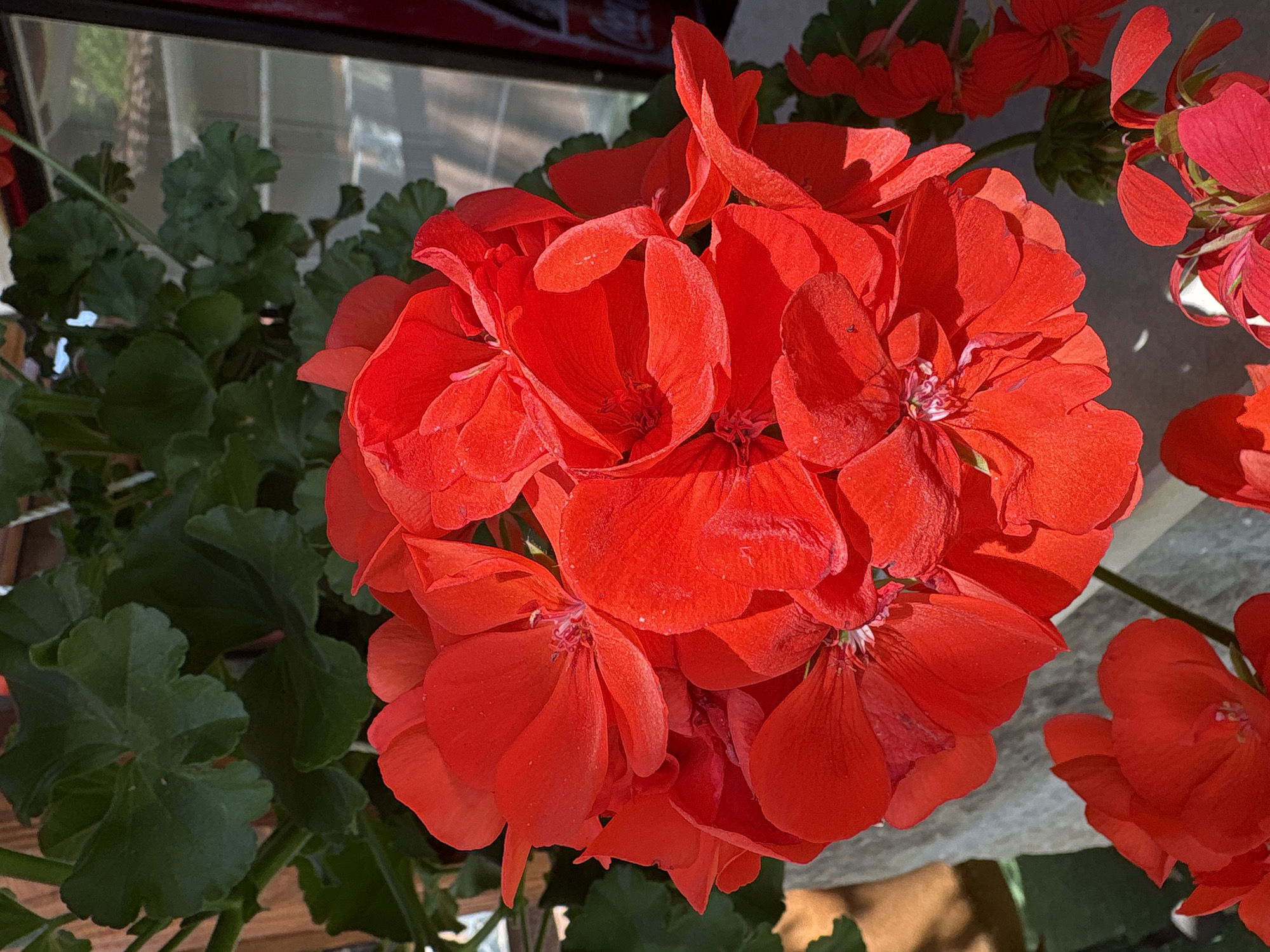 A close-up shot of a vibrant red geranium flower arrangement, partially visible against a window. Lush green foliage surrounds the blooms. The setting is Kopilovtsi, Bulgaria.
