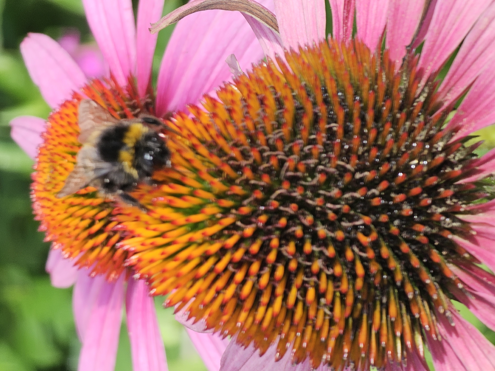 A bumblebee is perched on the center of a pink coneflower. The flower has bright orange and red petals in the center, and pink petals extending outwards. The background is blurred green foliage. The image is a close-up shot, focusing on the bee and the flower. The scene is set outdoors, likely in a garden, under natural light. There are no people visible in the image. The provided image does not contain any identifiable landmarks or features that would allow for its location to be determined as Khimki, Russia.